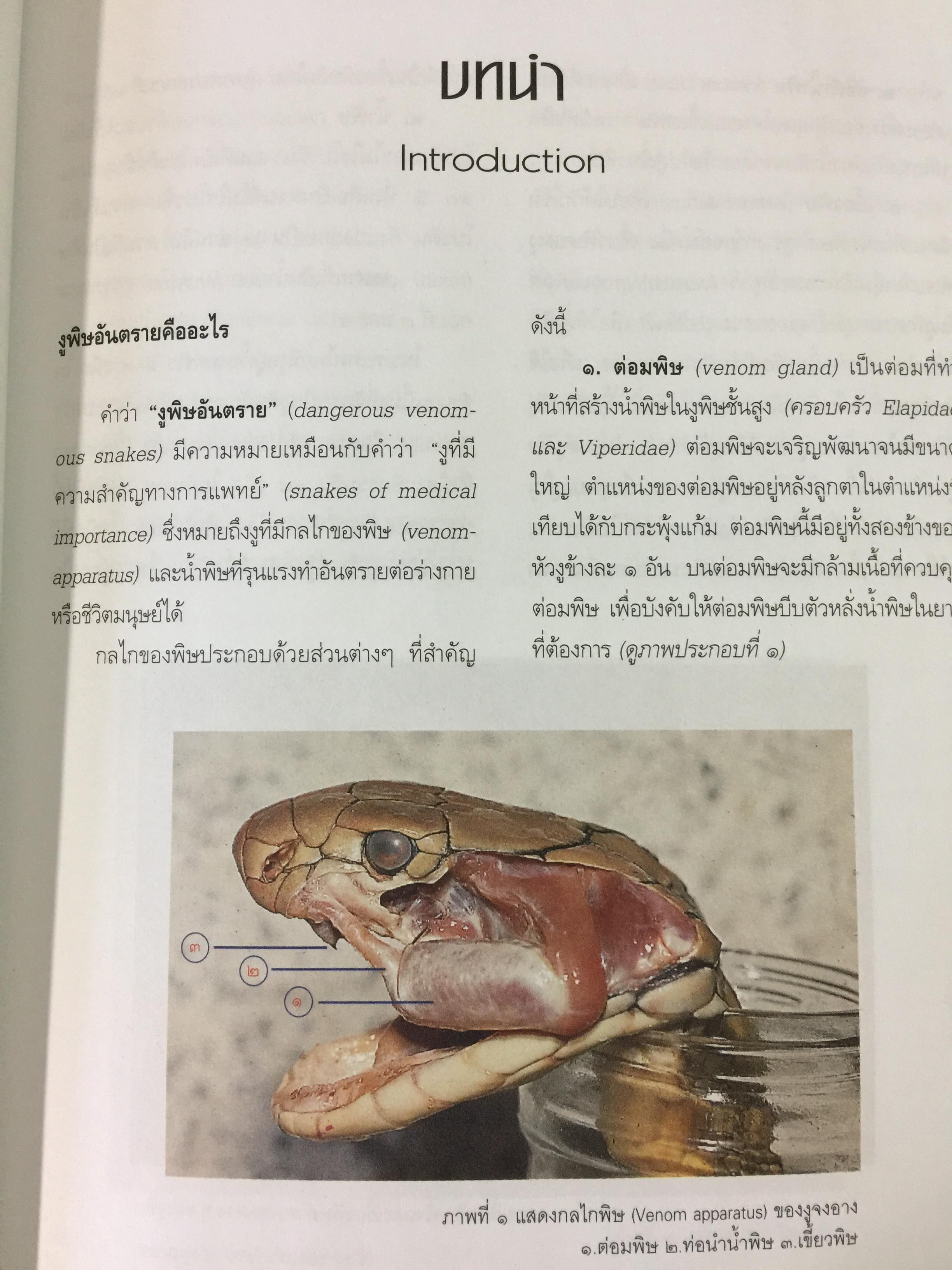 งูพิษ ในประเทศไทย ทุกแง่มุมชีวิตและลักษณะนิสัยของงูพิษ โดยผู้เชี่ยวชาญเรื่องงูมากที่สุดในประเทศไทยผู้เขียน ไพบูลย์ จินตกุล 0 กก.