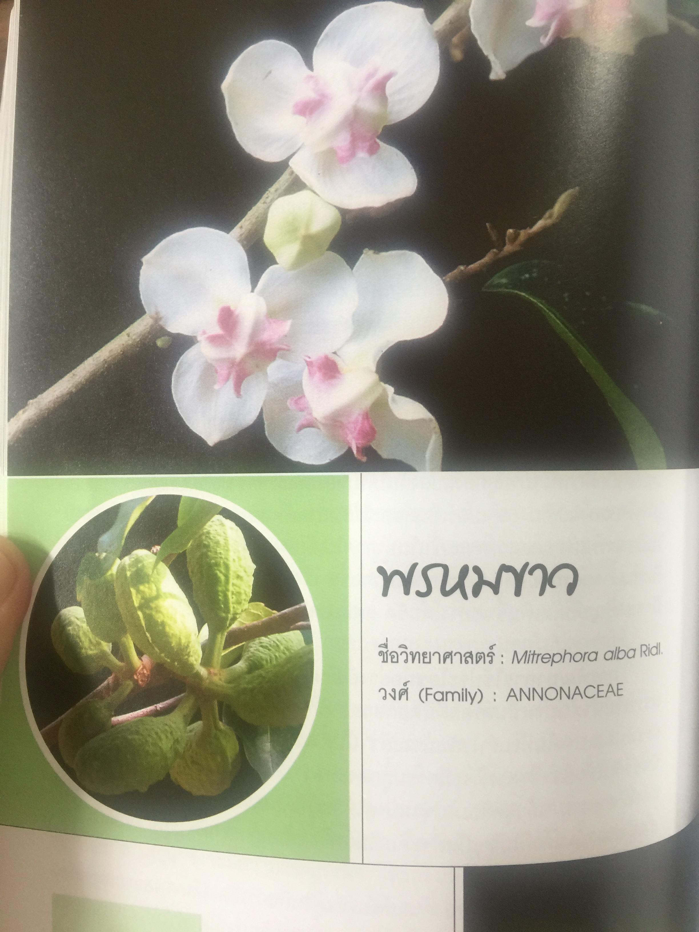 พรรณไม้ดอกหอมพื้นเมือง. ที่หายากและใกล้สูญพันธุ์ในประเทศไทย. ผู้เขียน ดร.ปิยะ เฉลิมกลิ่น 0 กก.