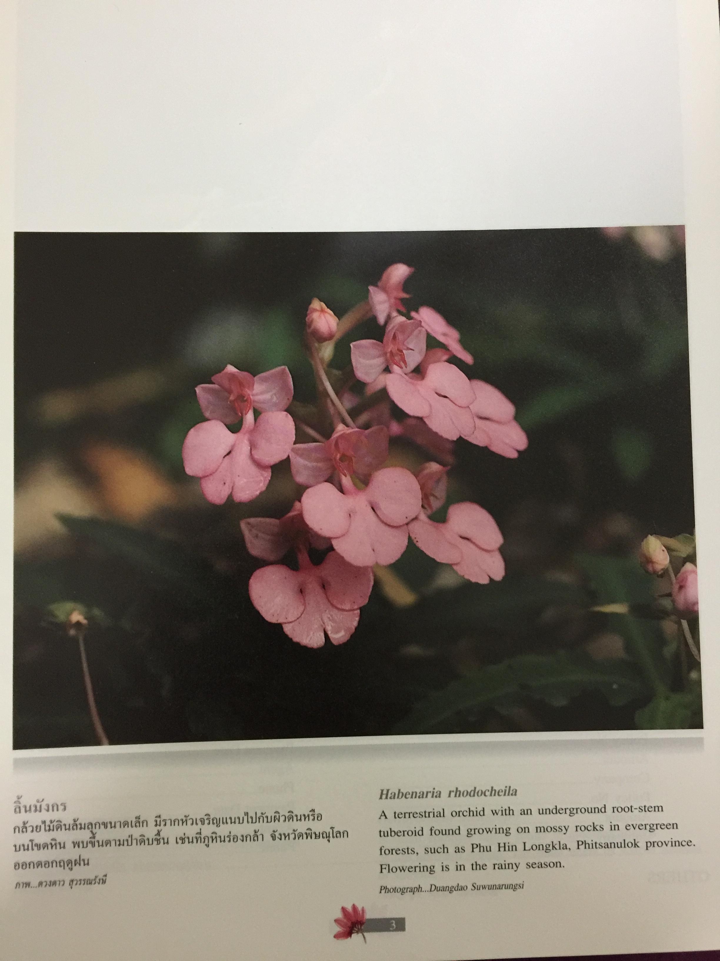 Wild Orchids of Thailand 0 กก.