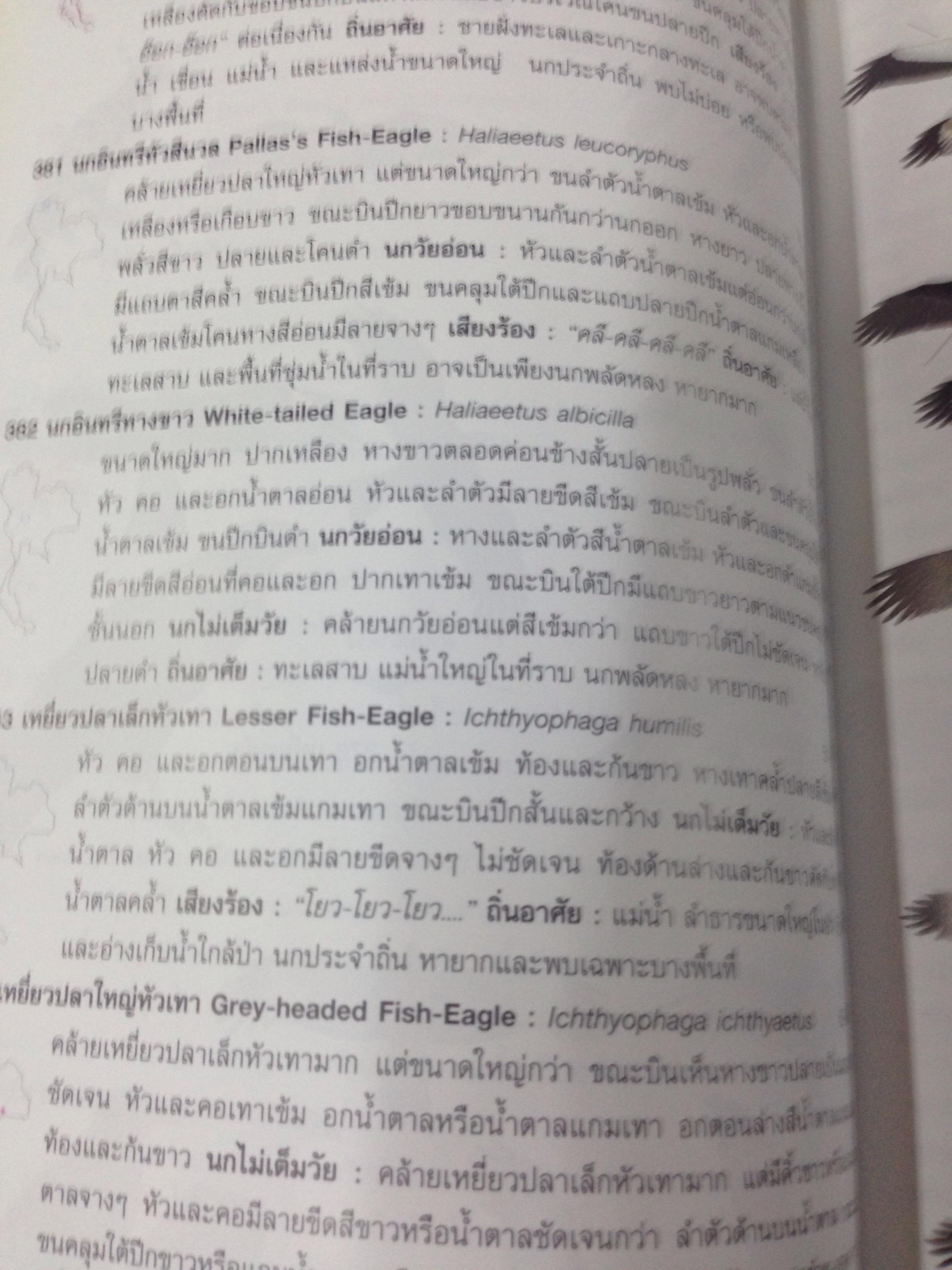 คู่มือดูนก หมอบุญส่ง เลขะกุล นกเมืองไทย