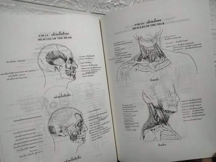 บทเรียนกายวิภาคจากศิลปินเอก