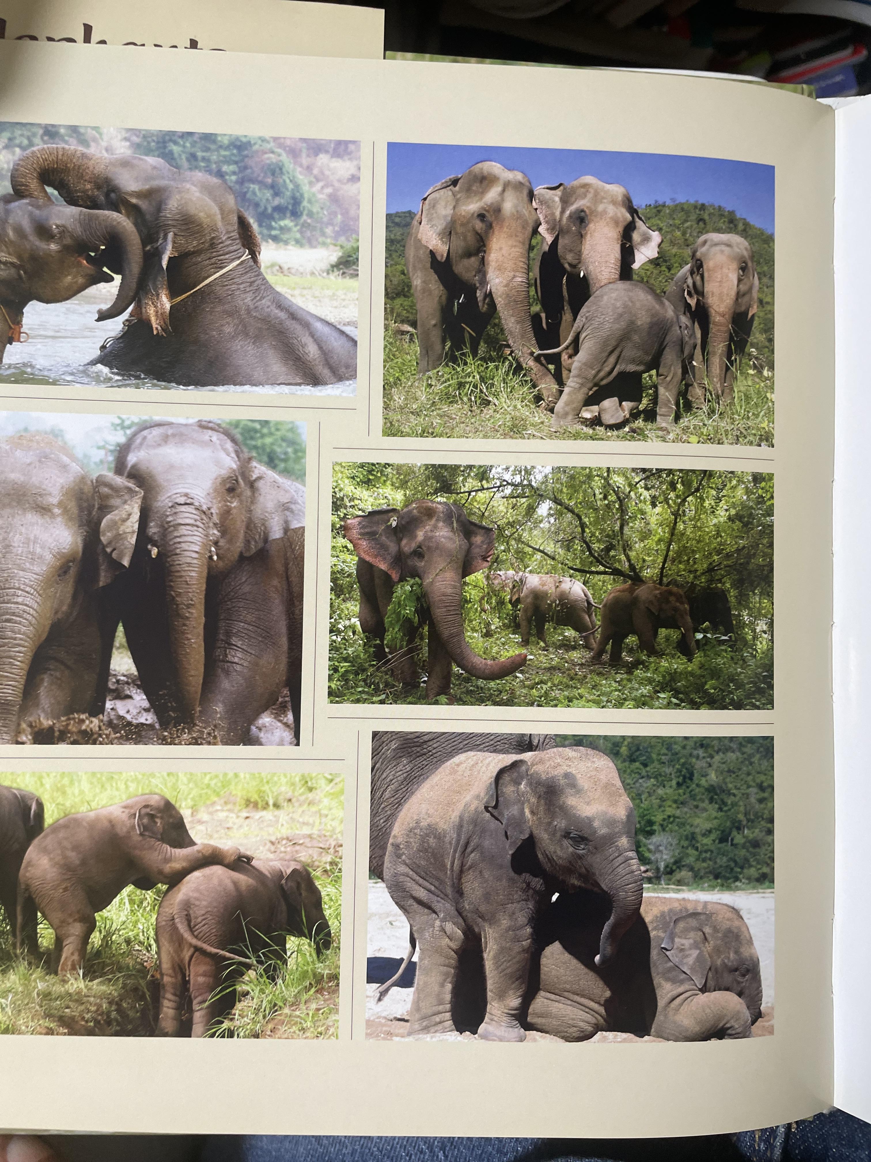 Elephants Living in Sanctuary 3 กก.