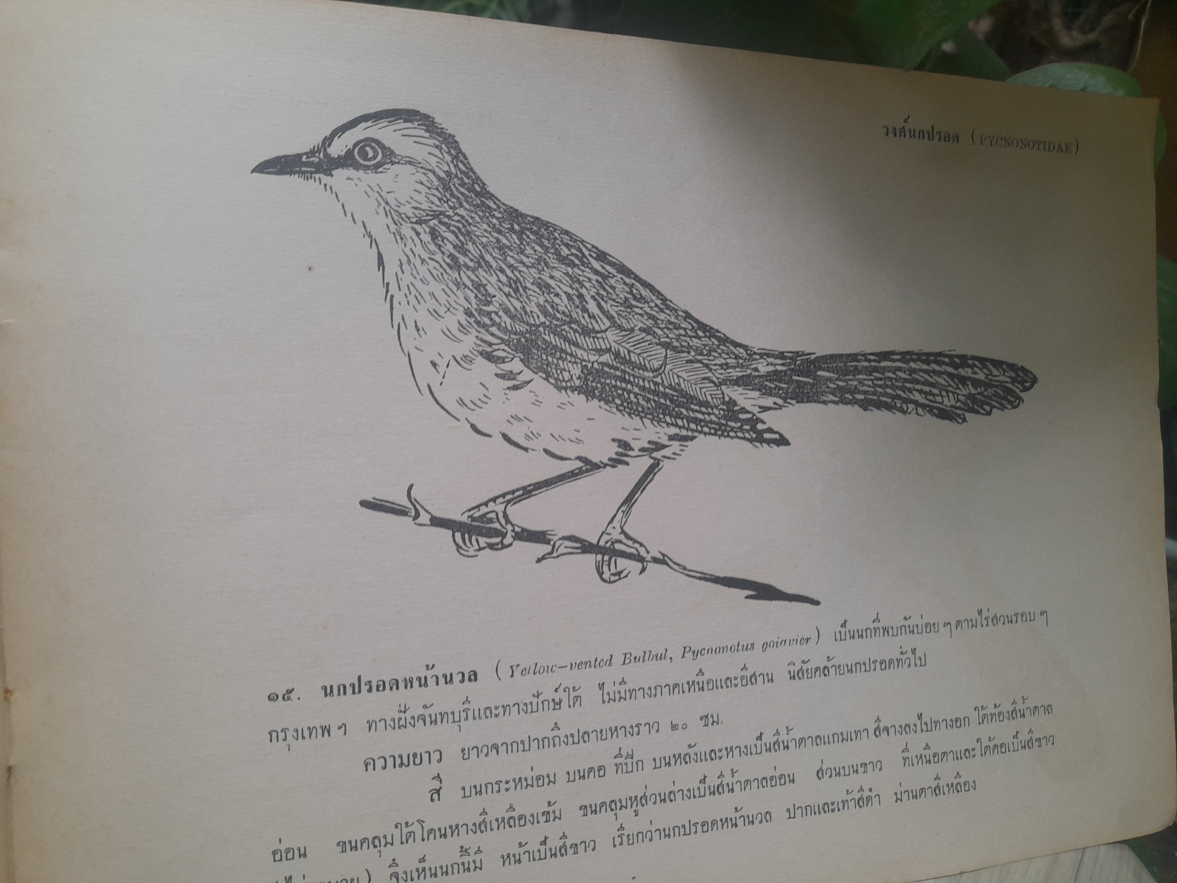 หนังสือภาพนก ของหมอบุญส่ง นกในตระกูลกาและปรอด หนังสือหายาก มีค่าน่าสะสม