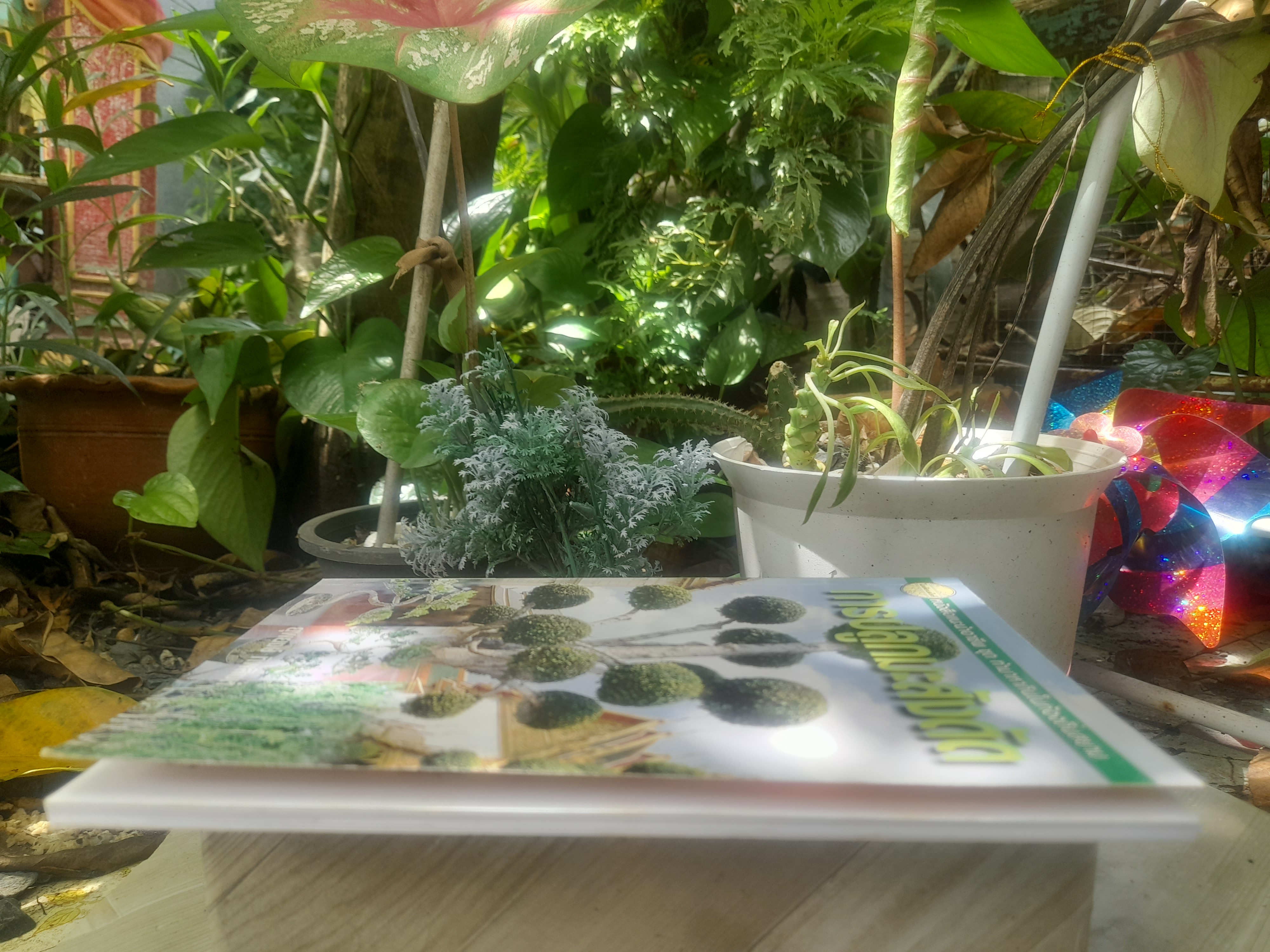 ไม้ดัด การปลูกมะสังดัด โดย ยุพยงษ์ ทิพสิงห์ เนื้อหาละเอียดตั้งแต่เริ่มปลูกจนถึงการดูแลมะสังดัด