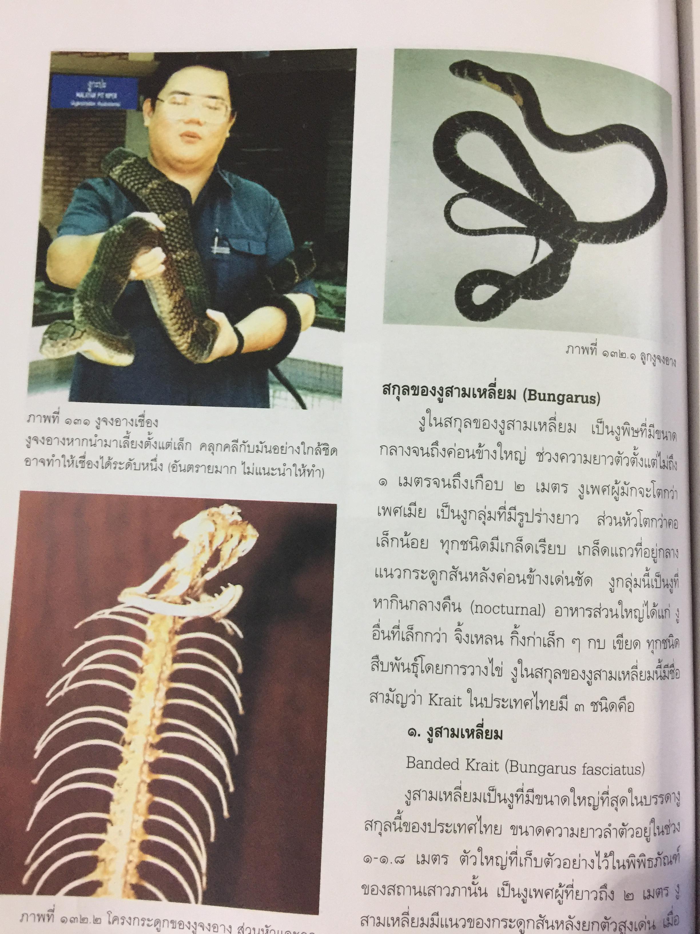 งูพิษ ในประเทศไทย ทุกแง่มุมชีวิตและลักษณะนิสัยของงูพิษ โดยผู้เชี่ยวชาญเรื่องงูมากที่สุดในประเทศไทยผู้เขียน ไพบูลย์ จินตกุล 0 กก.