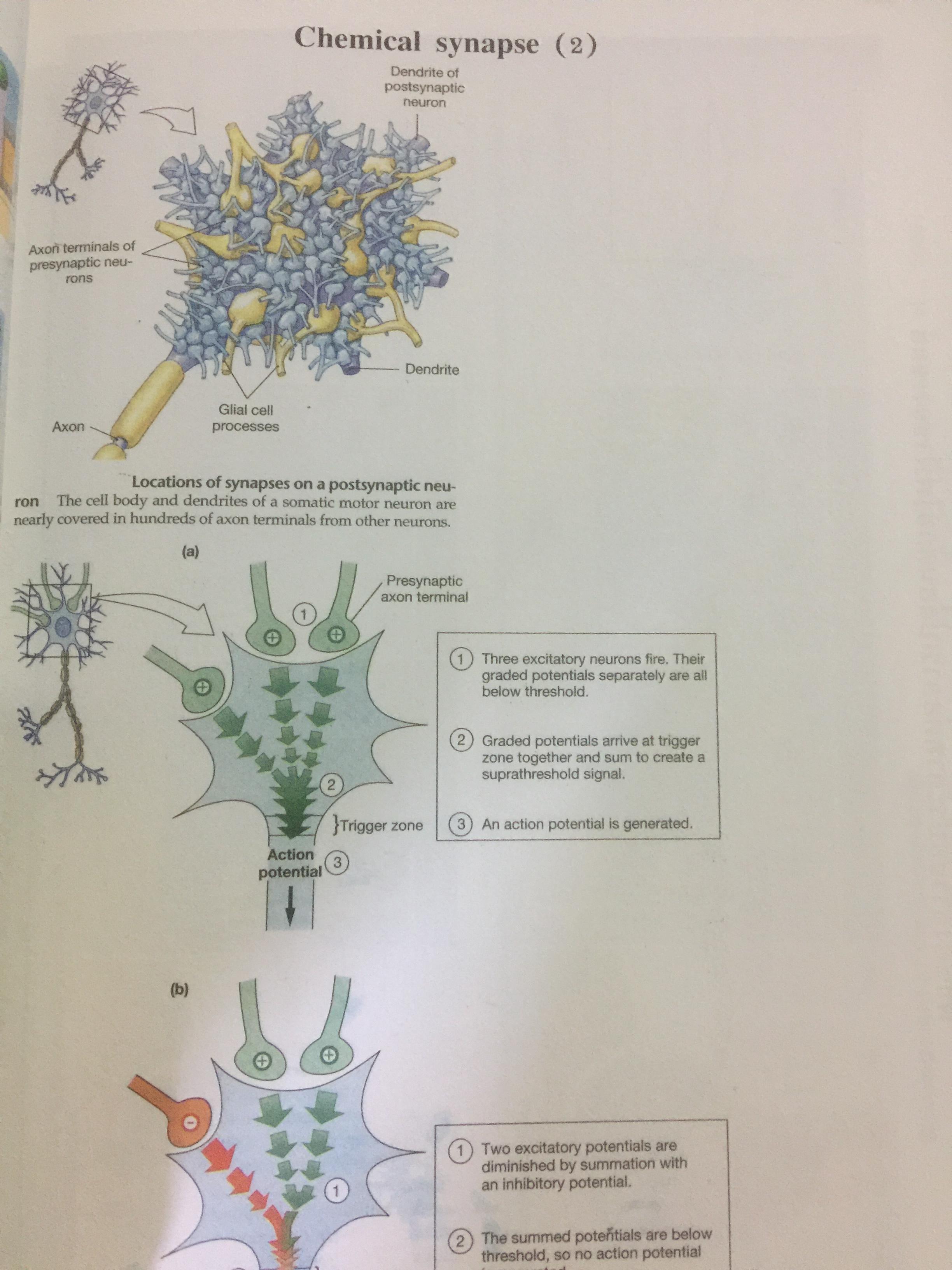 BIOLOGY ผู้เขียน อาจารย์ เอกฤทธิ์ วีระพันธุ์ 0 กก.