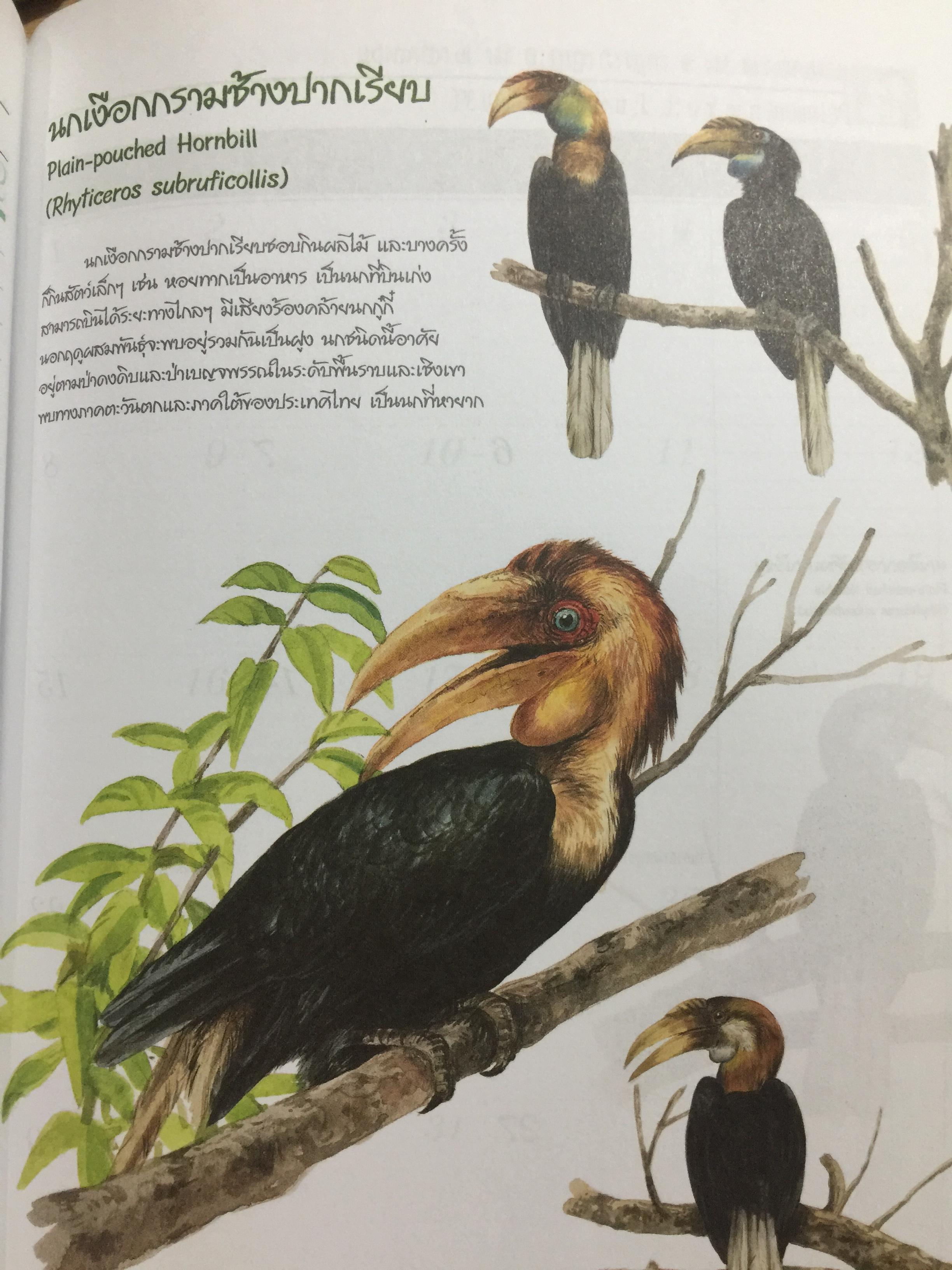 นกเงือกไทย. จากบันทึก 2546 ขององค์การค้าของคุรุสภา 1 กก.