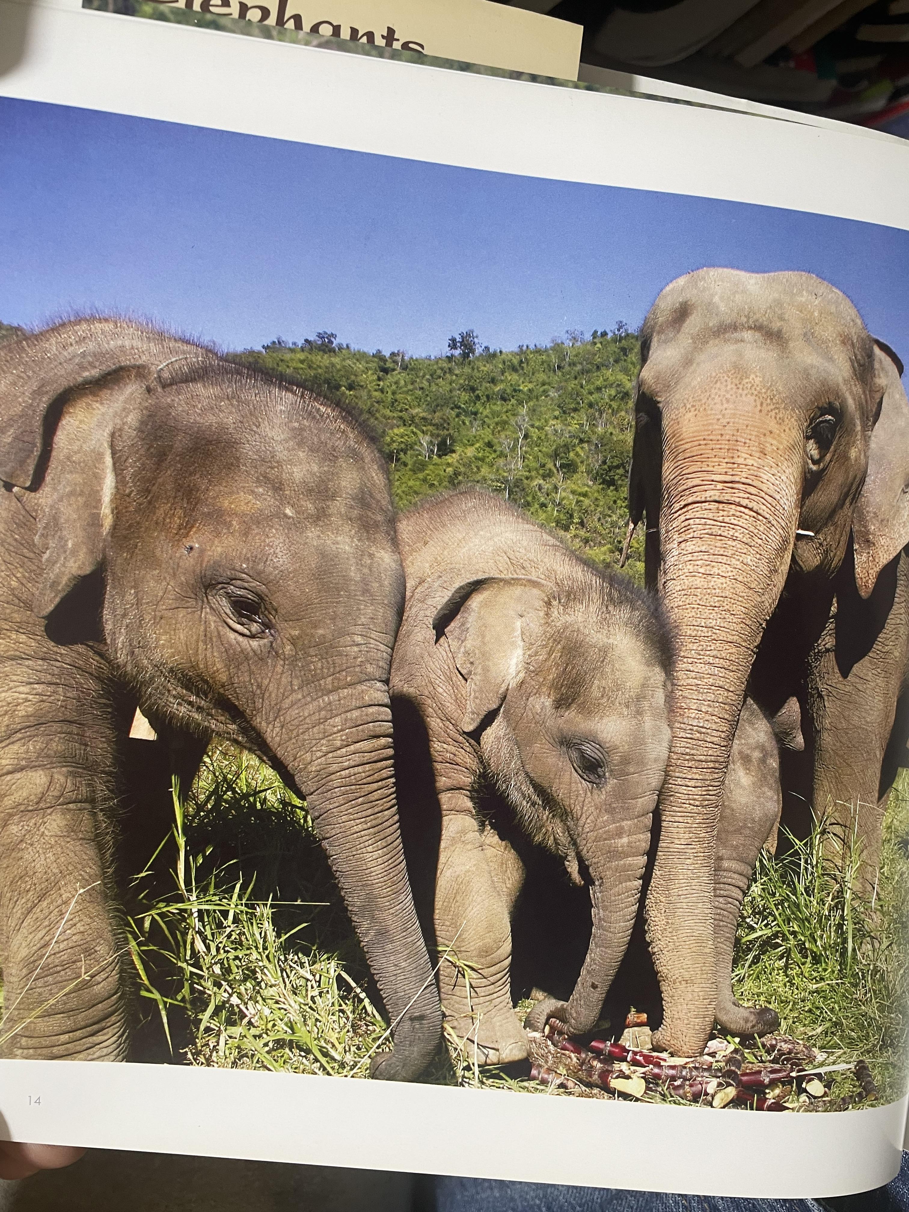 Elephants Living in Sanctuary 3 กก.