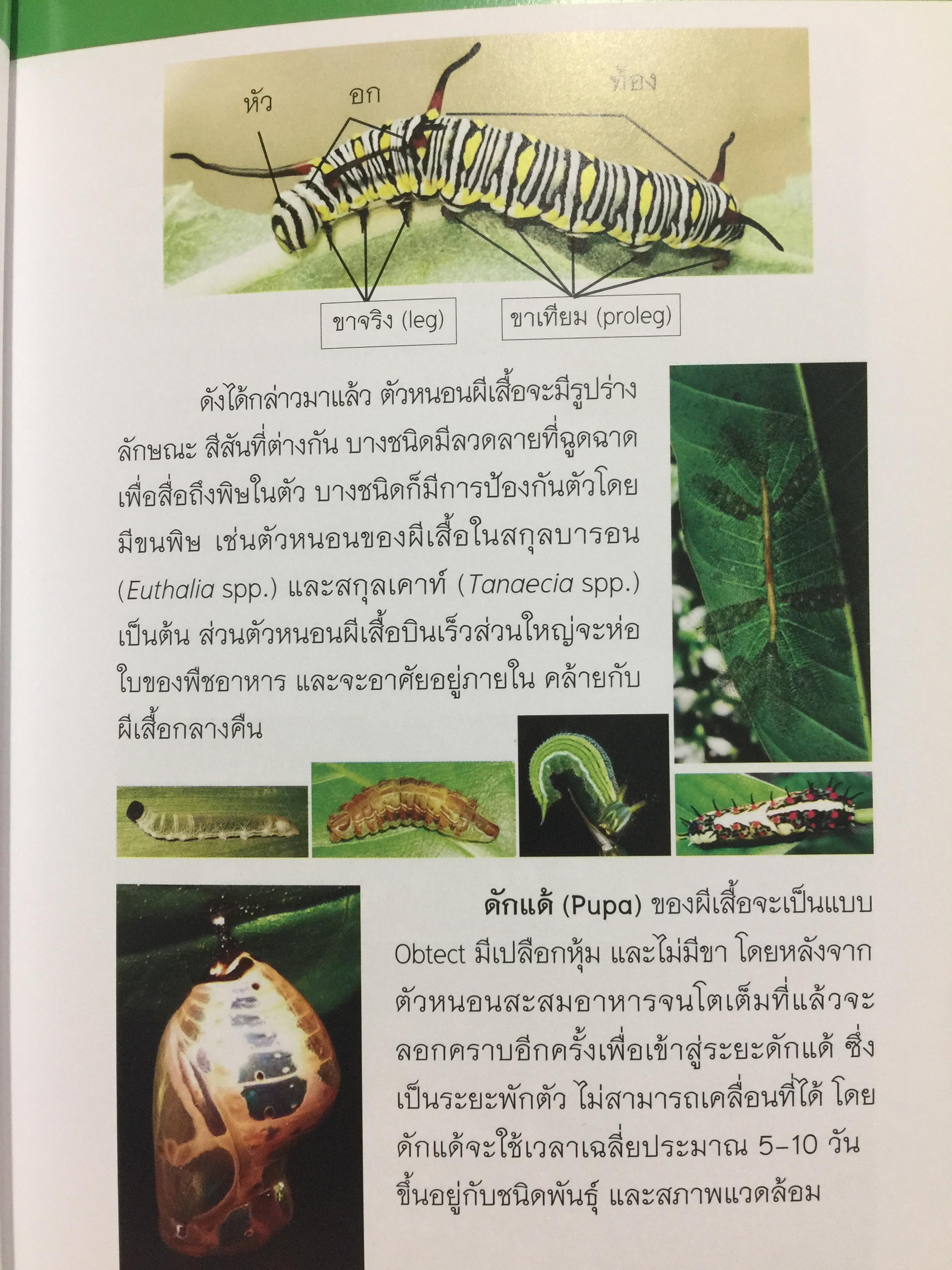 บันทึกผีเสื้อ 2. BUTTERFLIES AND SKIPPERS จัดทำโดย สำนักวิจัยการอนุรักษ์ป่าไม้และพันธุ์พืช กรมอุทยานแห่งชาติ สัตว์ป่าและพันธุ์พืช 0 กก.