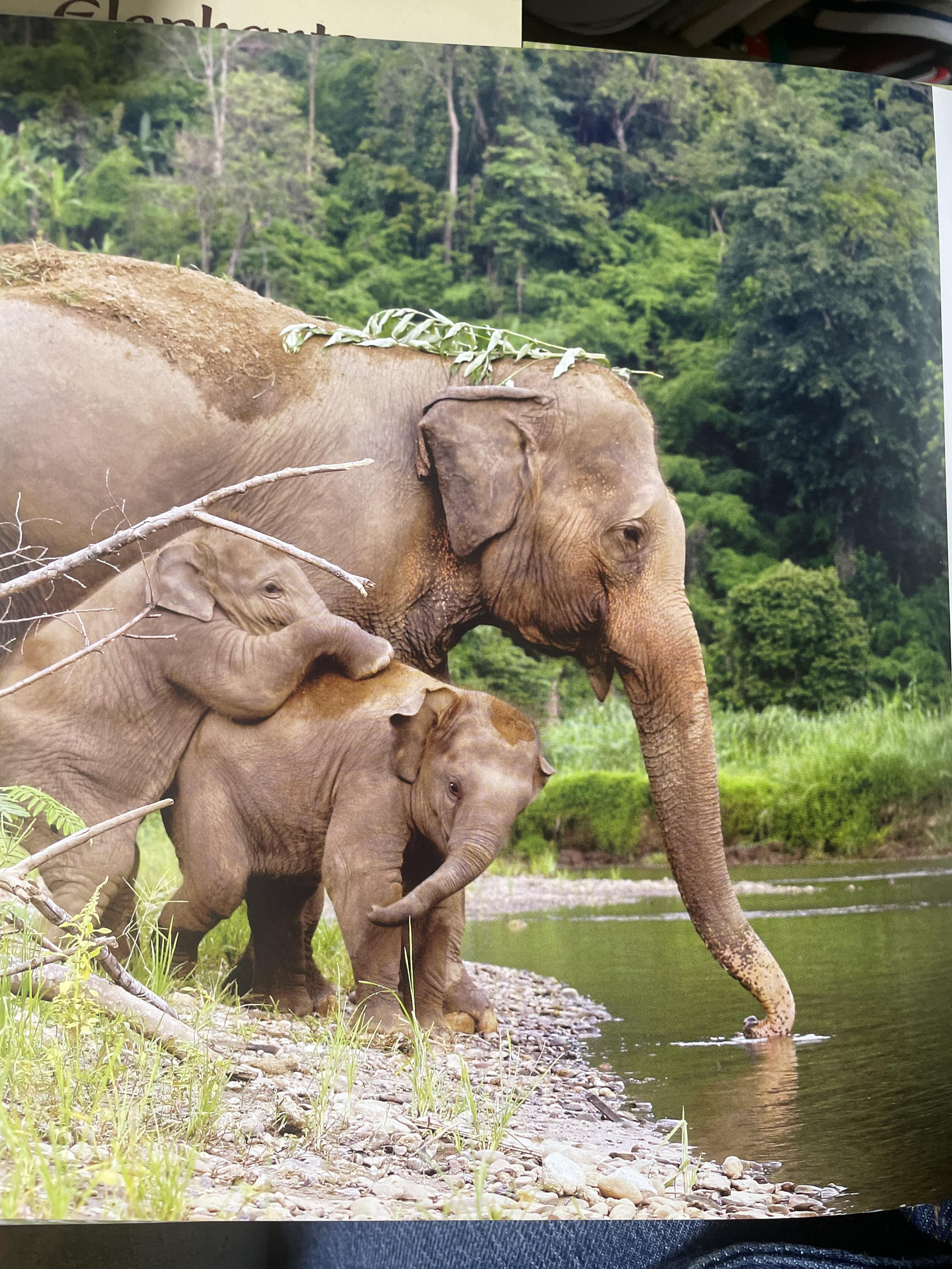 Elephants Living in Sanctuary 3 กก.