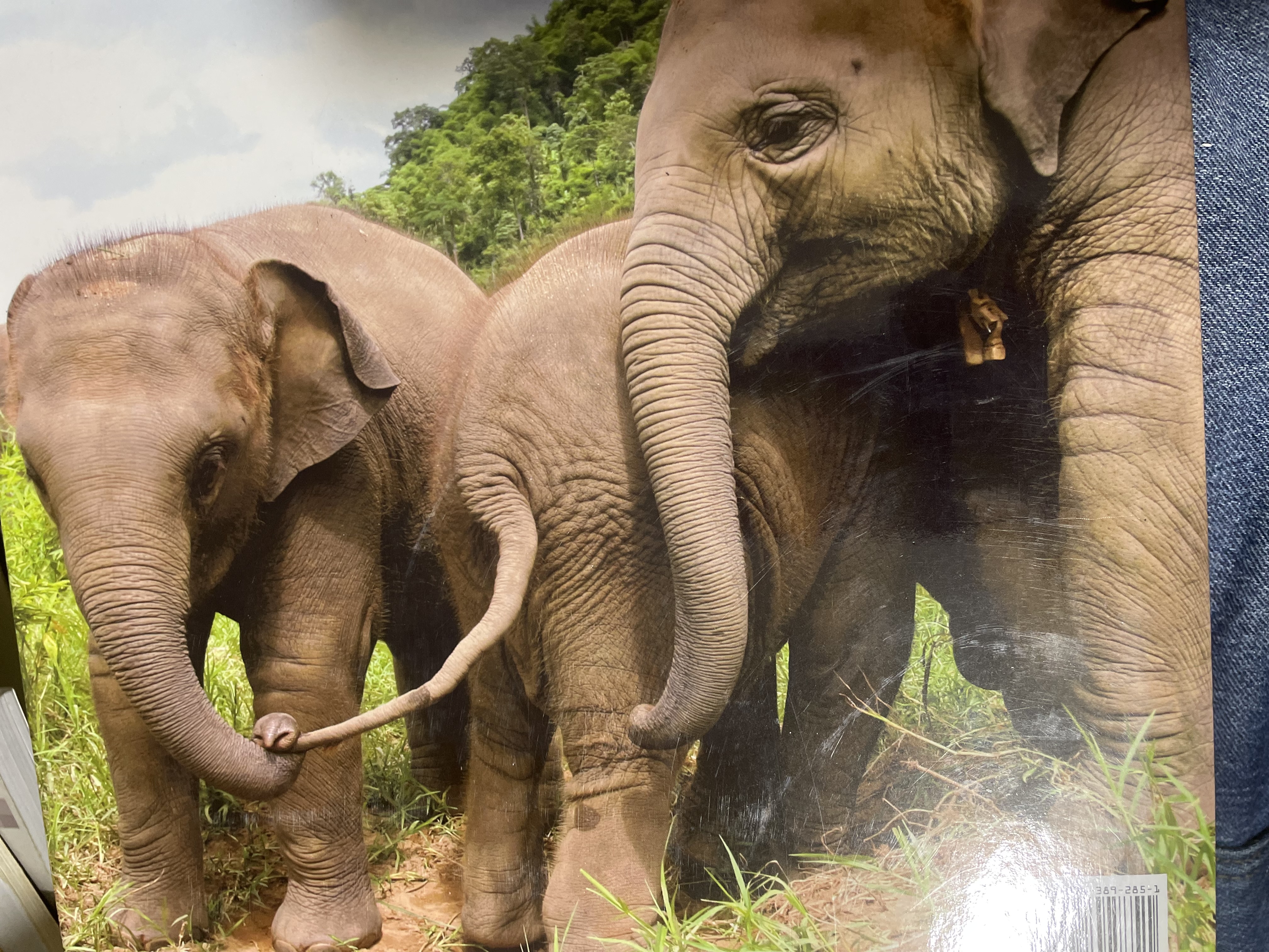 Elephants Living in Sanctuary 3 กก.