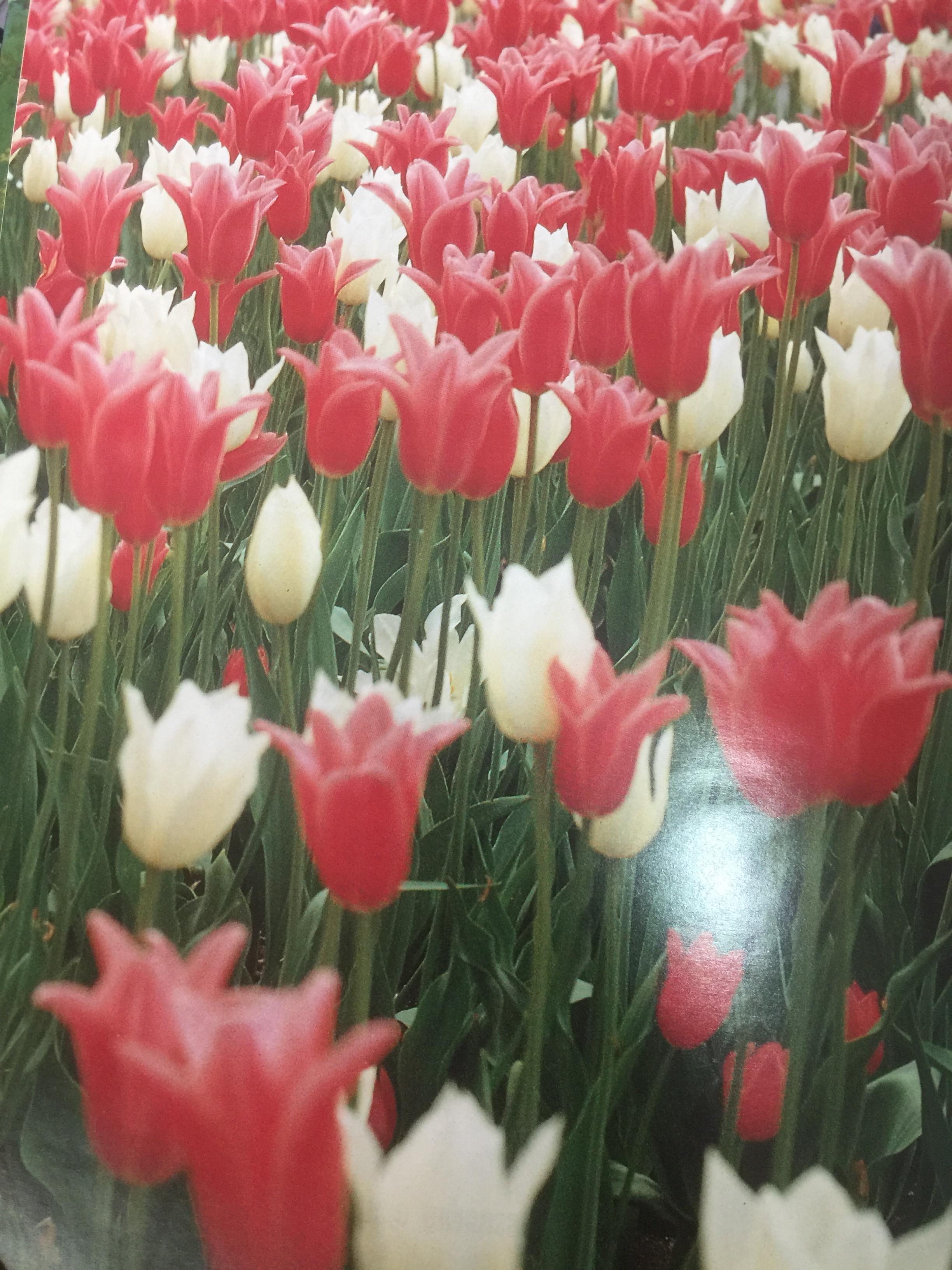 การจัดสวน GARDEN DESIGN ผู้เขียน พรรณเพ็ญ ฉายปรีชา. สำนักพิมพ์บ้านและสวน. 0 กก.