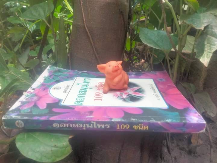 ตำราดอกสมุนไพร 109 ชนิด สรรพคุณเยี่ยม