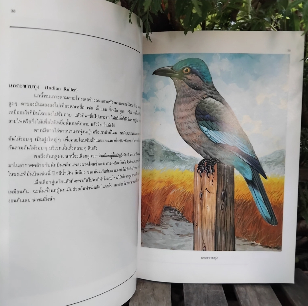 นกสามถิ่น ของ น.พ. บุญส่ง เลขะกุล สุดยอดหนังสือนกหายากอีกเล่ม มีตราปั๊มบางๆ 3 แผ่น สภาพแทบมือ1