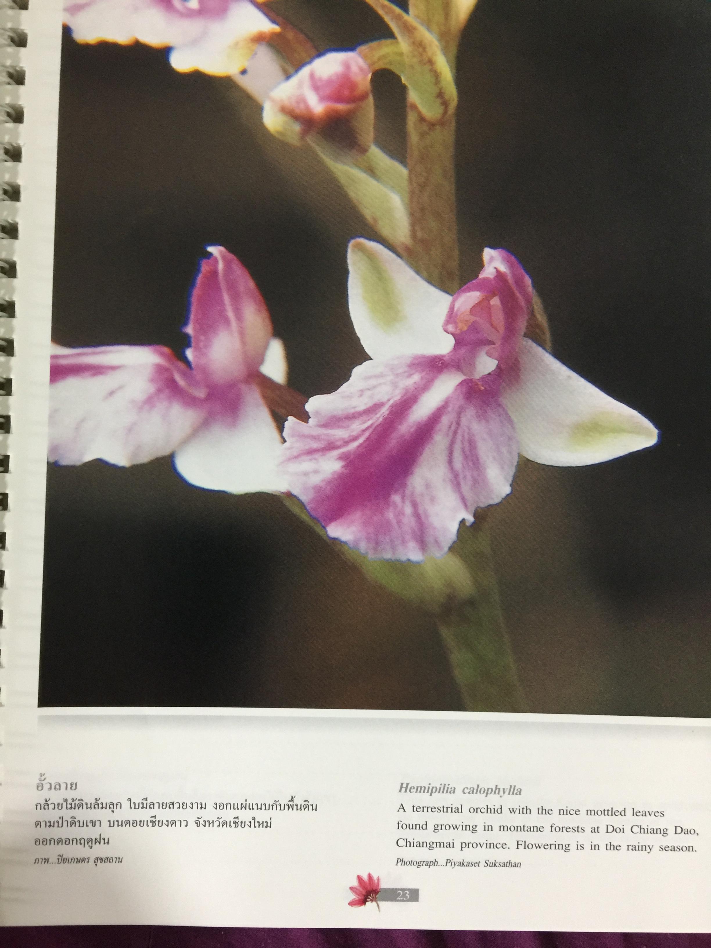 Wild Orchids of Thailand 0 กก.