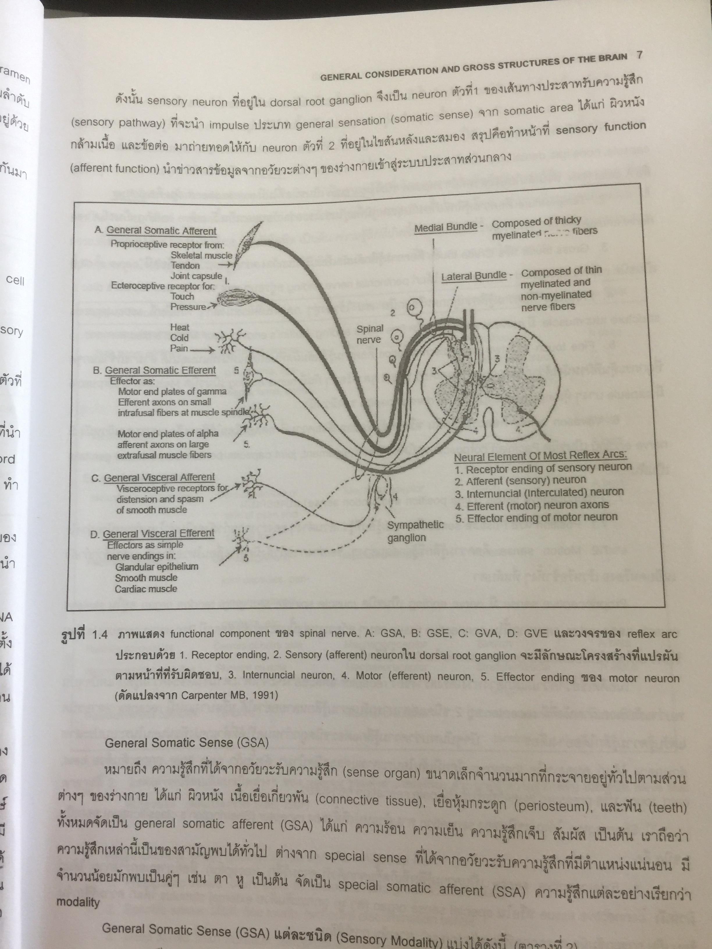 ตำราประสาทกายวิภาคศาสตร์ บรรณาธิการ เกรียงไกร อุรุโสภณ เรียบเรียงโดย คณาจารย์ภาควิชากายวิภาคศาสตร์ คณะแพทย์ศาสตร์ศิริราชพยาบาล 0 กก.
