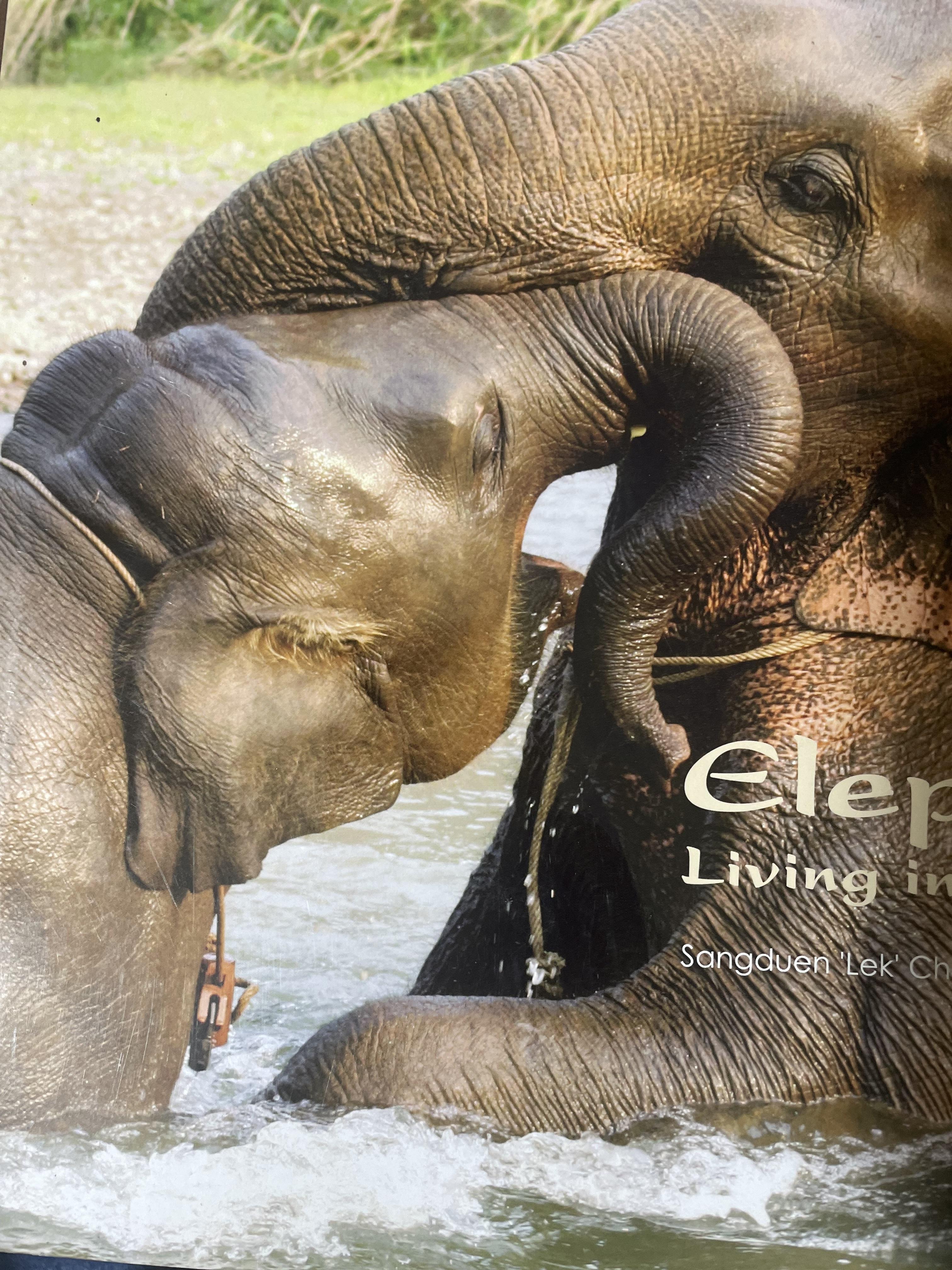 Elephants Living in Sanctuary 3 กก.