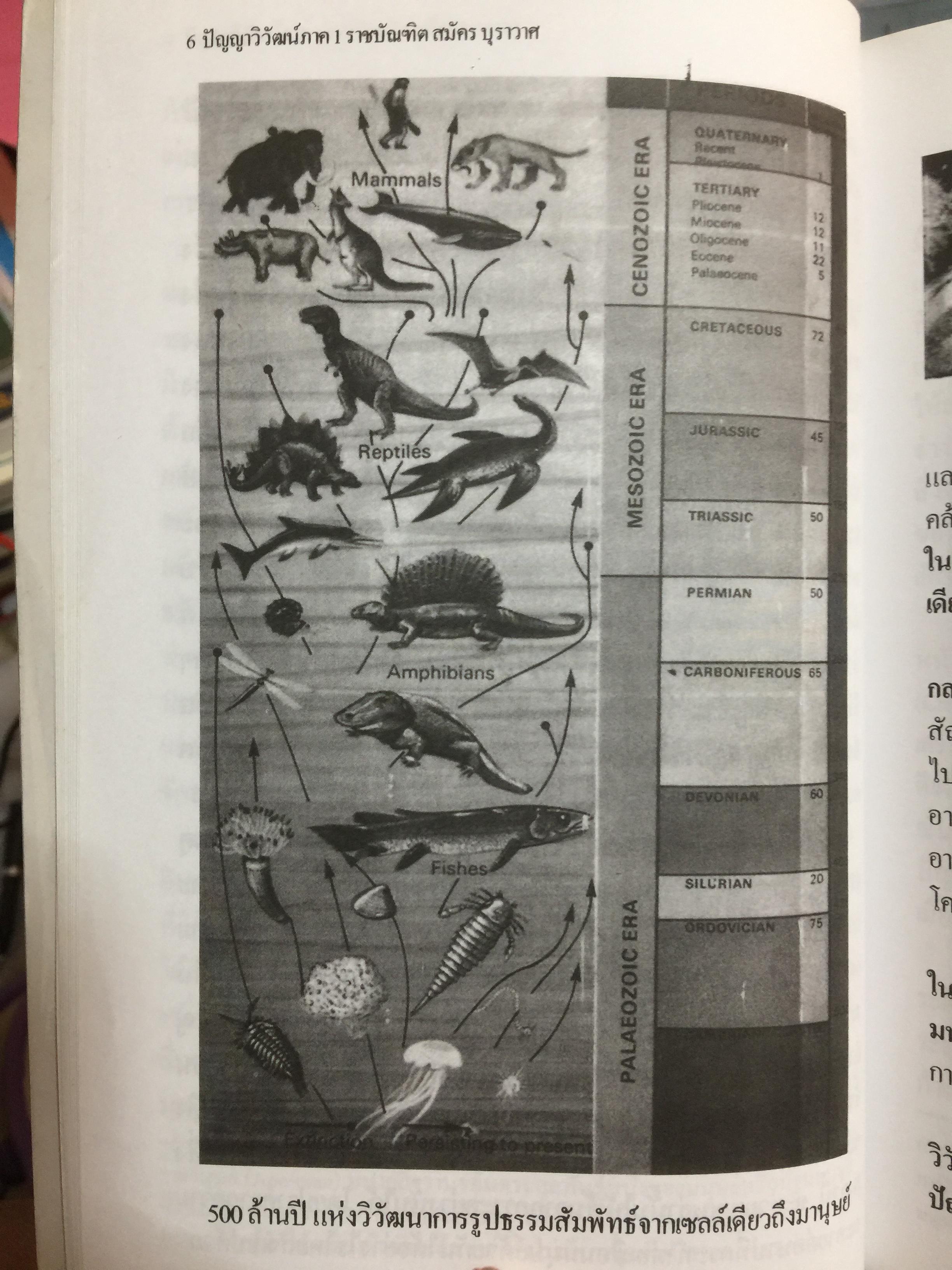 ปัญญาวิวัฒน์ ภาค 1. กำเนิดและวิวัฒนาการปัญญามนุษย์ ผู้เขียน พ.อ.สมัคร บุราวาศ 0 กก.