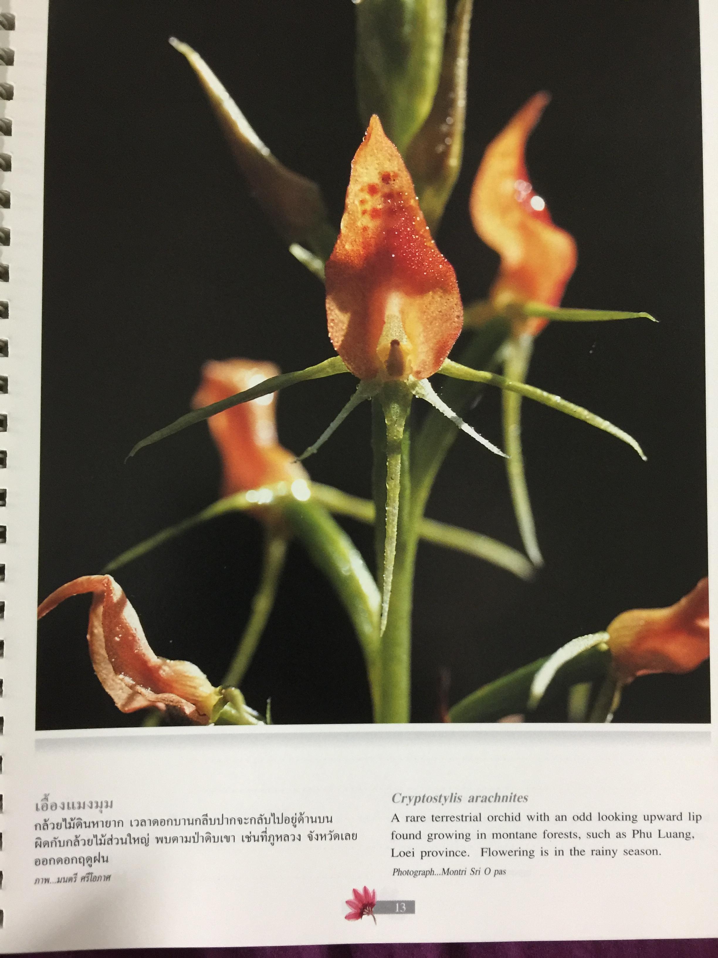 Wild Orchids of Thailand 0 กก.