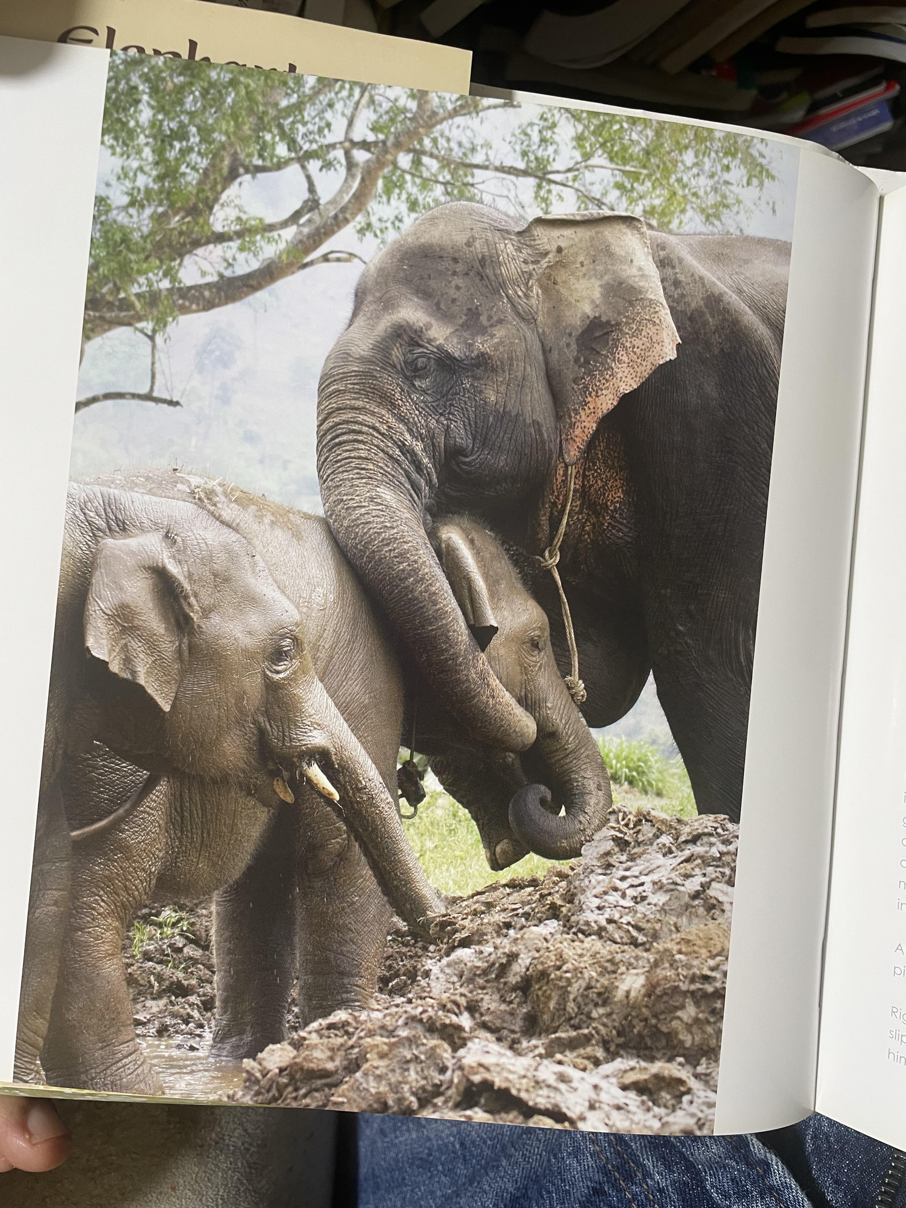 Elephants Living in Sanctuary 3 กก.