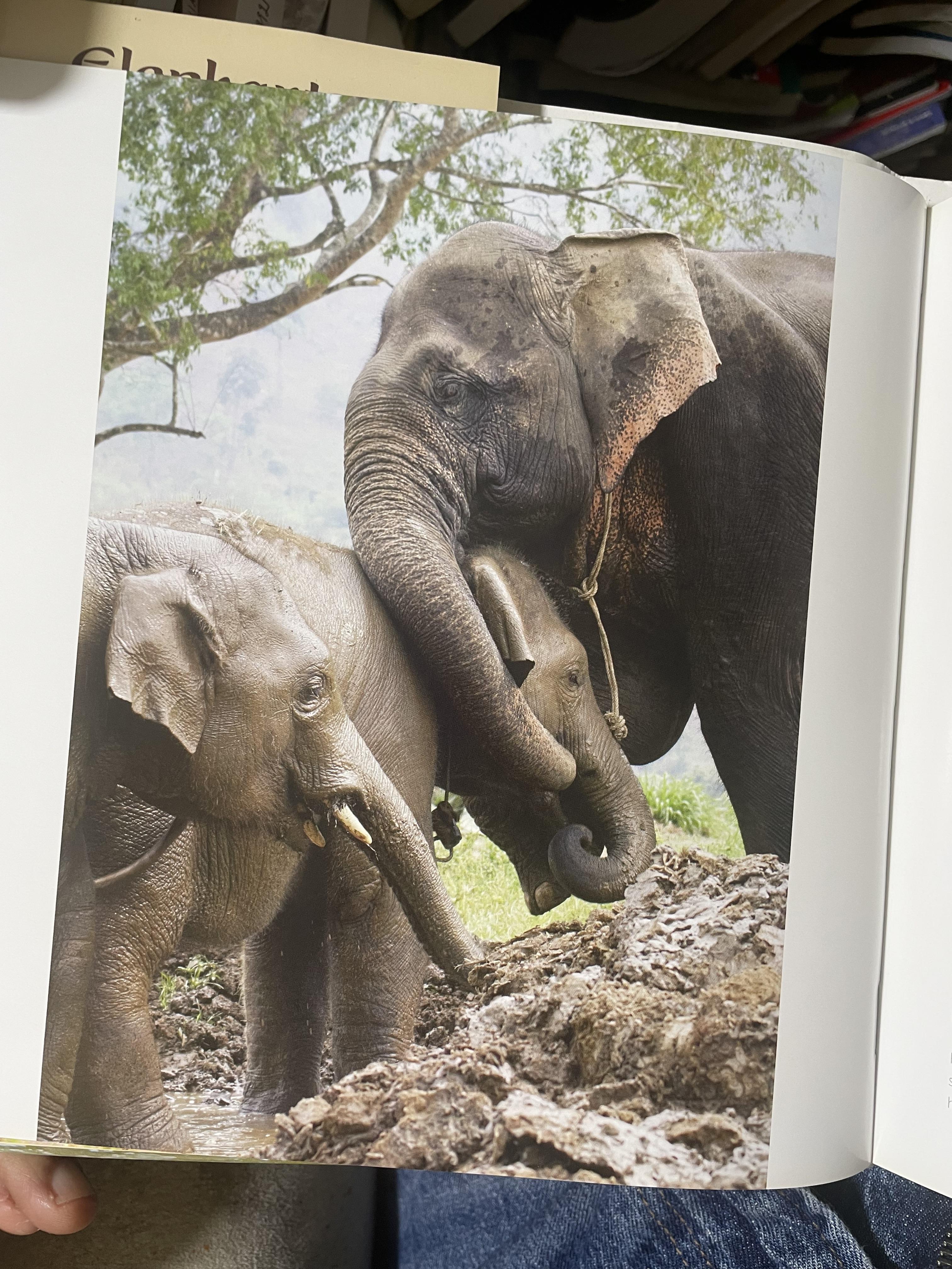 Elephants Living in Sanctuary 3 กก.