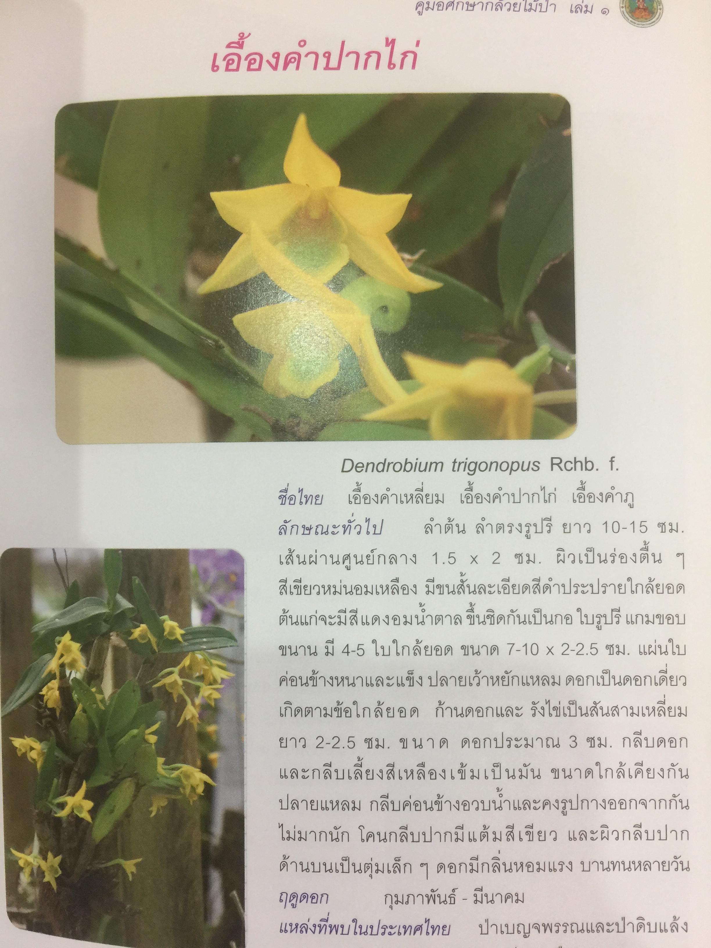 คู่มือศึกษากล้วยไม้ป่า เล่ม 1. จัดพิมพ์โดย สำนักวิจัยการอนุรักษ์ป่าไม้และพันธุ์พืช กรมอุทยานแห่งชาติ สัตว์ป่า และพันธุ์พืช 0 กก.