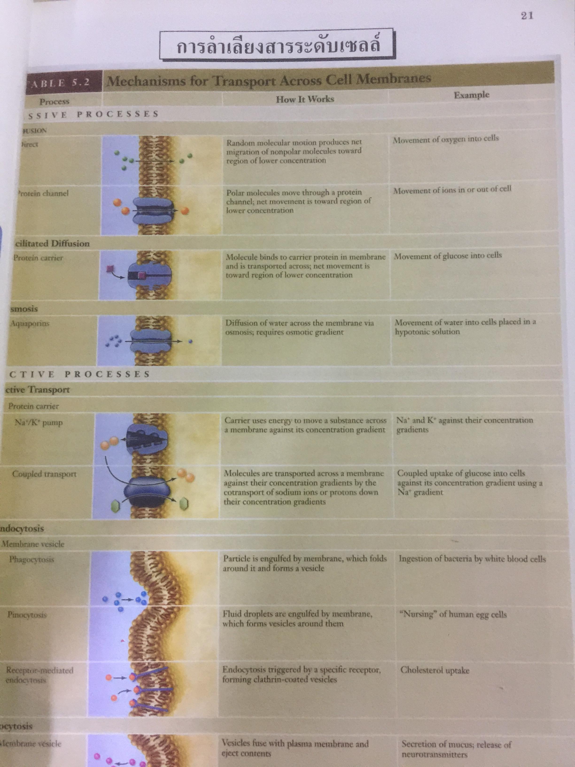BIOLOGY ผู้เขียน อาจารย์ เอกฤทธิ์ วีระพันธุ์ 0 กก.