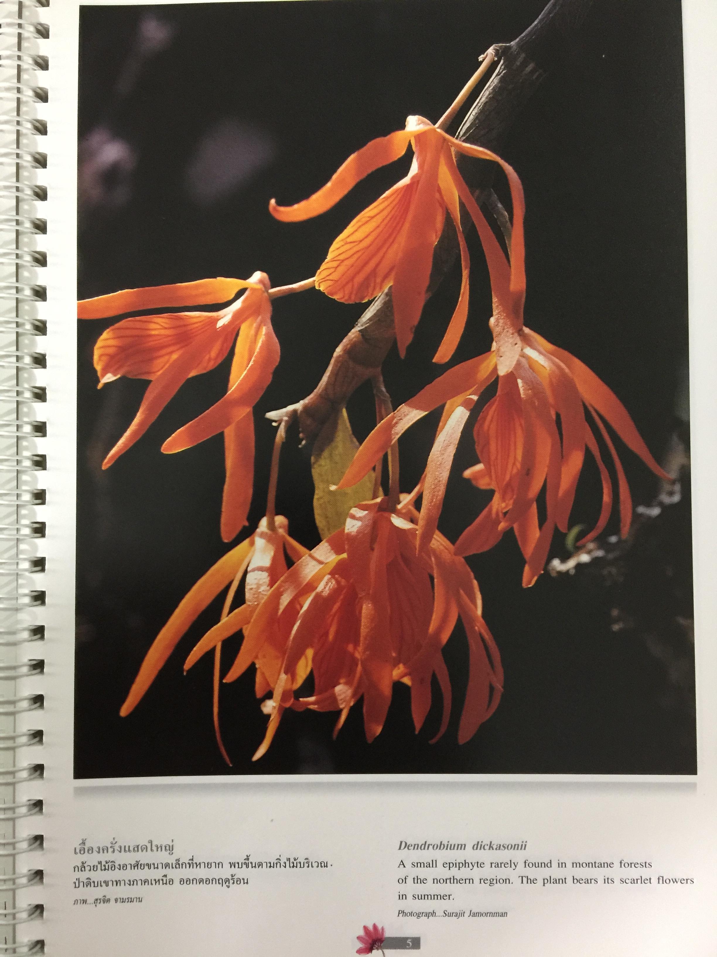 Wild Orchids of Thailand 0 กก.