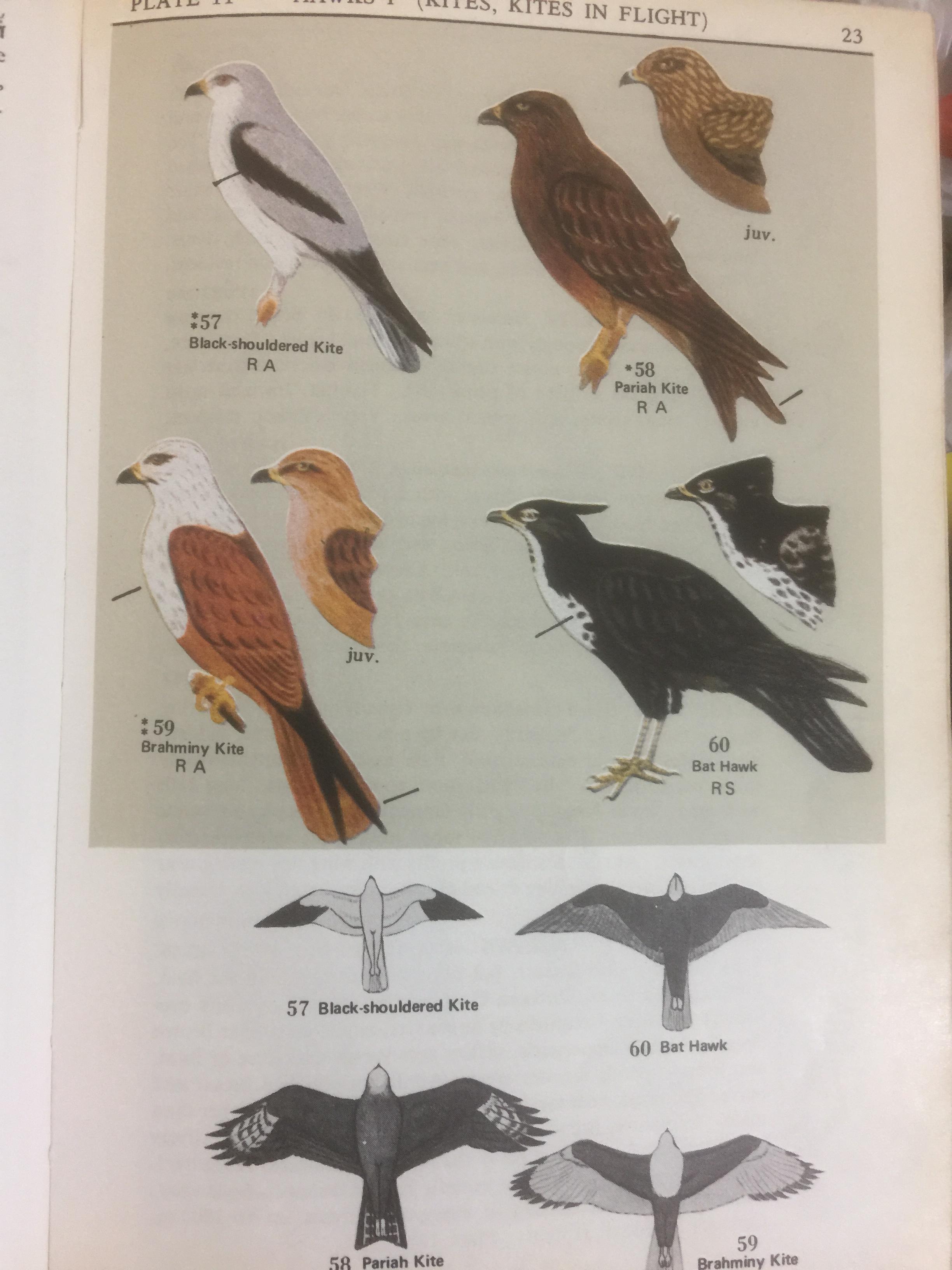BIRDS GUIDE OF THAILAND ผู้เขียน บุญส่ง เลขกุล กับ🌶Edward W.Cronin Jr 0 กก.