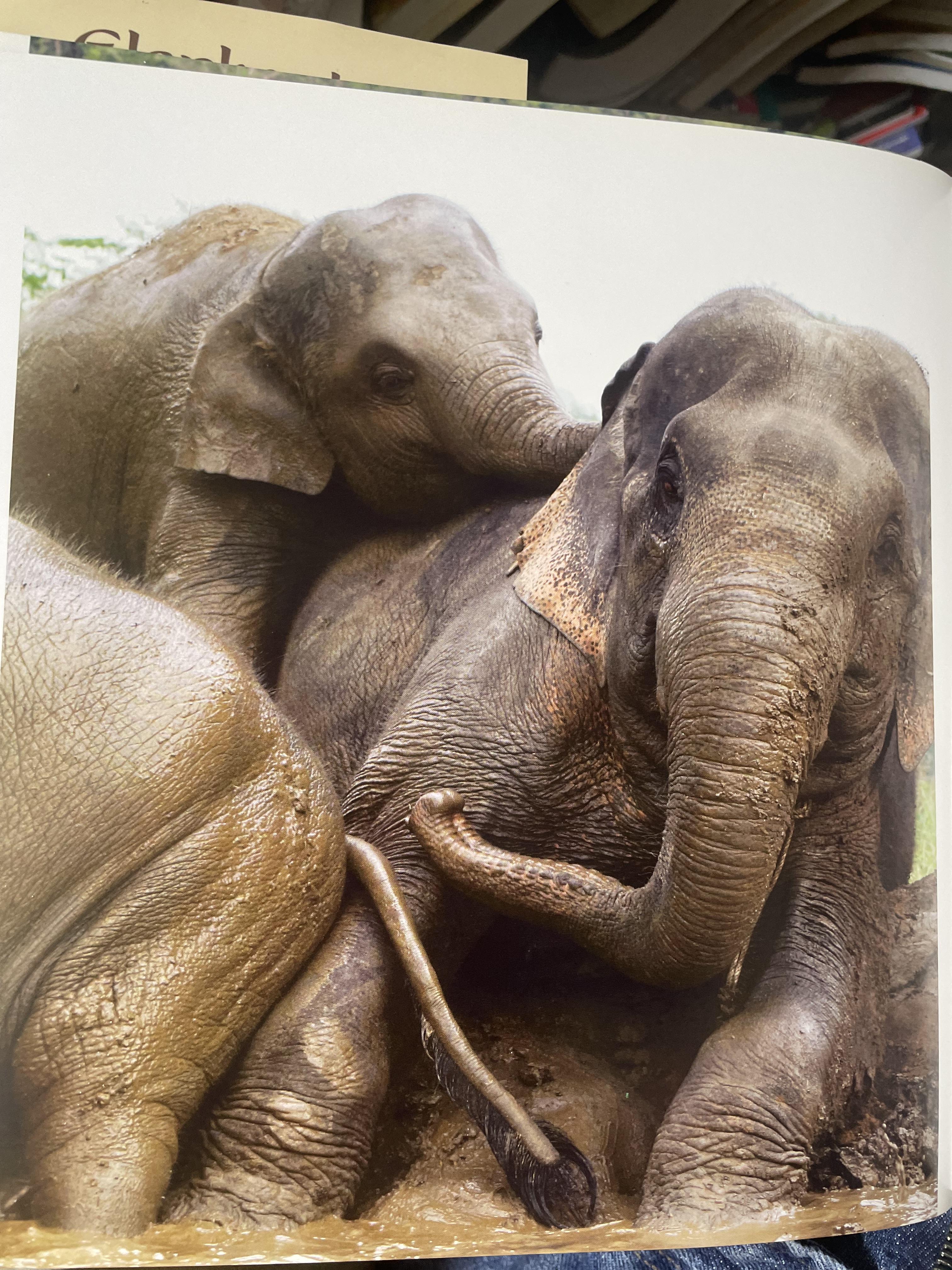 Elephants Living in Sanctuary 3 กก.