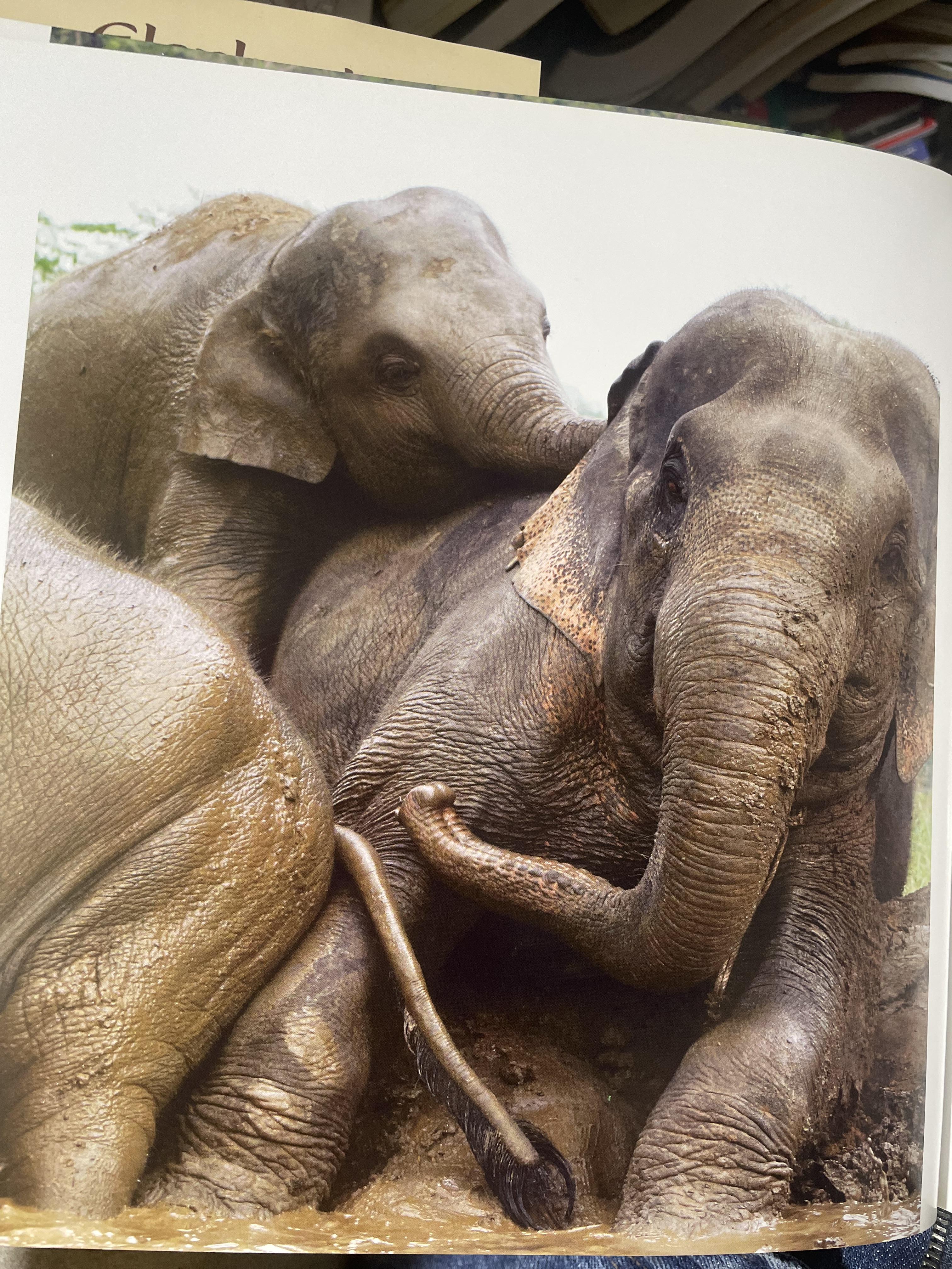 Elephants Living in Sanctuary 3 กก.