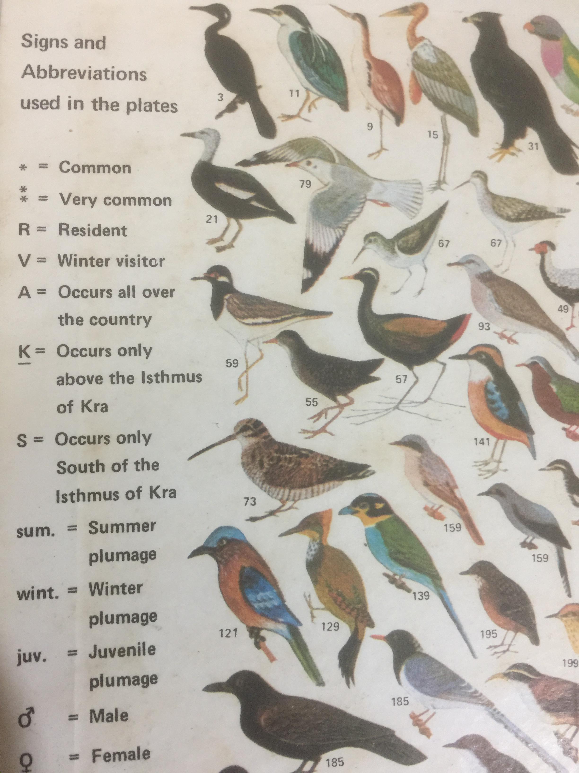 BIRDS GUIDE OF THAILAND ผู้เขียน บุญส่ง เลขกุล กับ🌶Edward W.Cronin Jr 0 กก.
