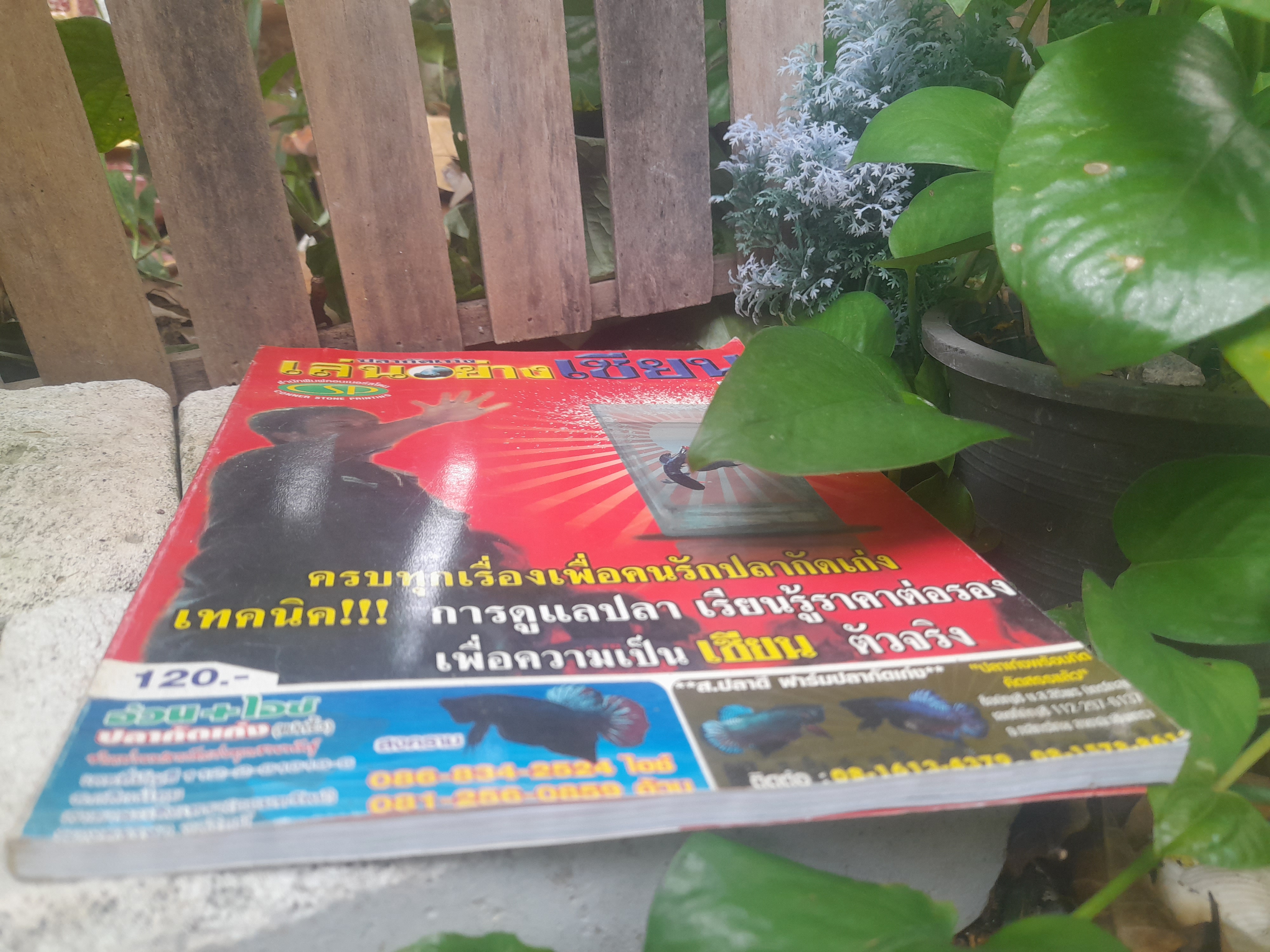 ปลากัดเก่ง เล่นอย่างเซียน โดย รัตนชัย ม่วงงาม (เปี๊ยก ปลากัด) หนังสือเพื่อคนรักปลากัดเก่ง