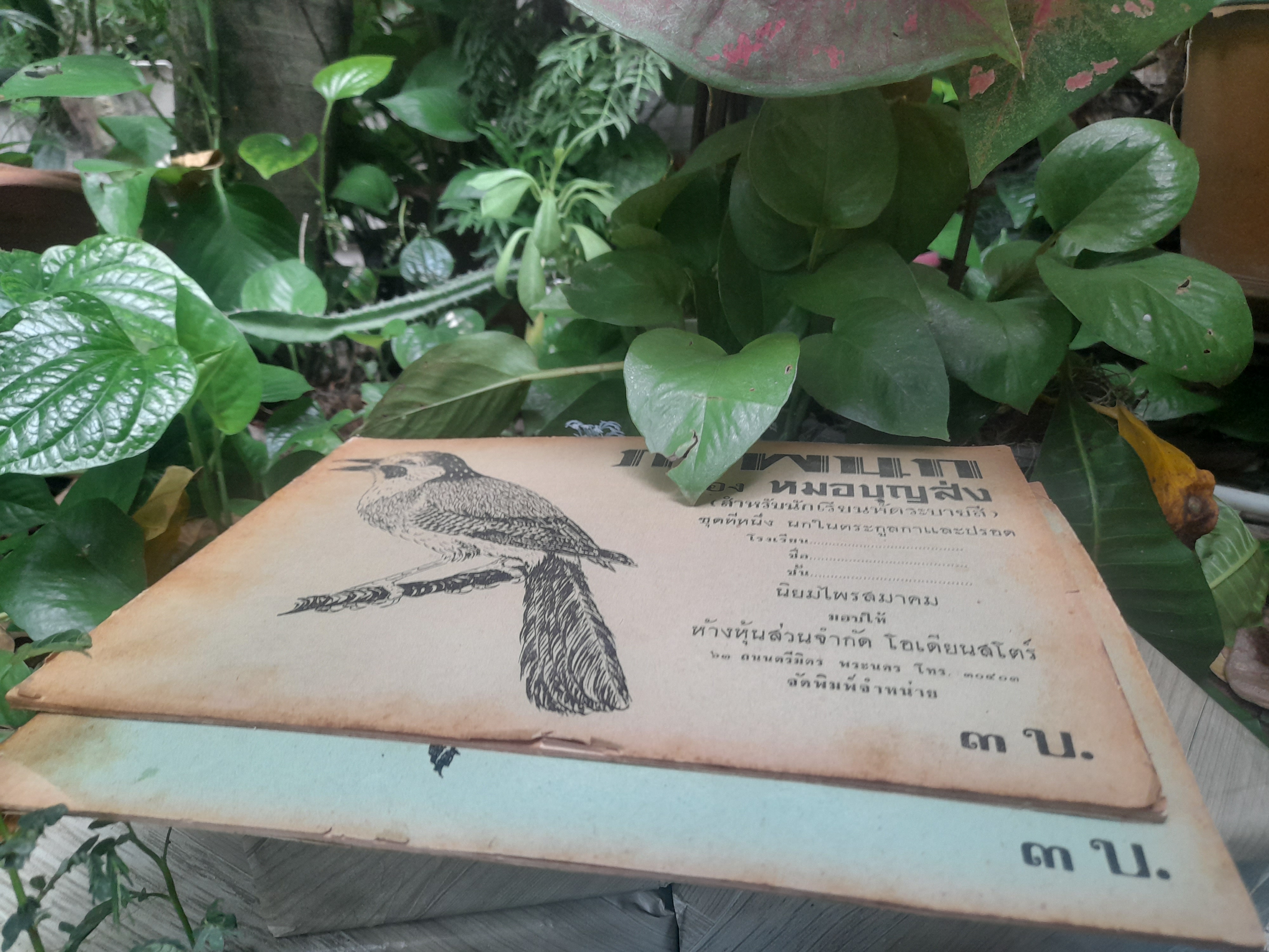 หนังสือภาพนก ของหมอบุญส่ง นกในตระกูลกาและปรอด หนังสือหายาก มีค่าน่าสะสม