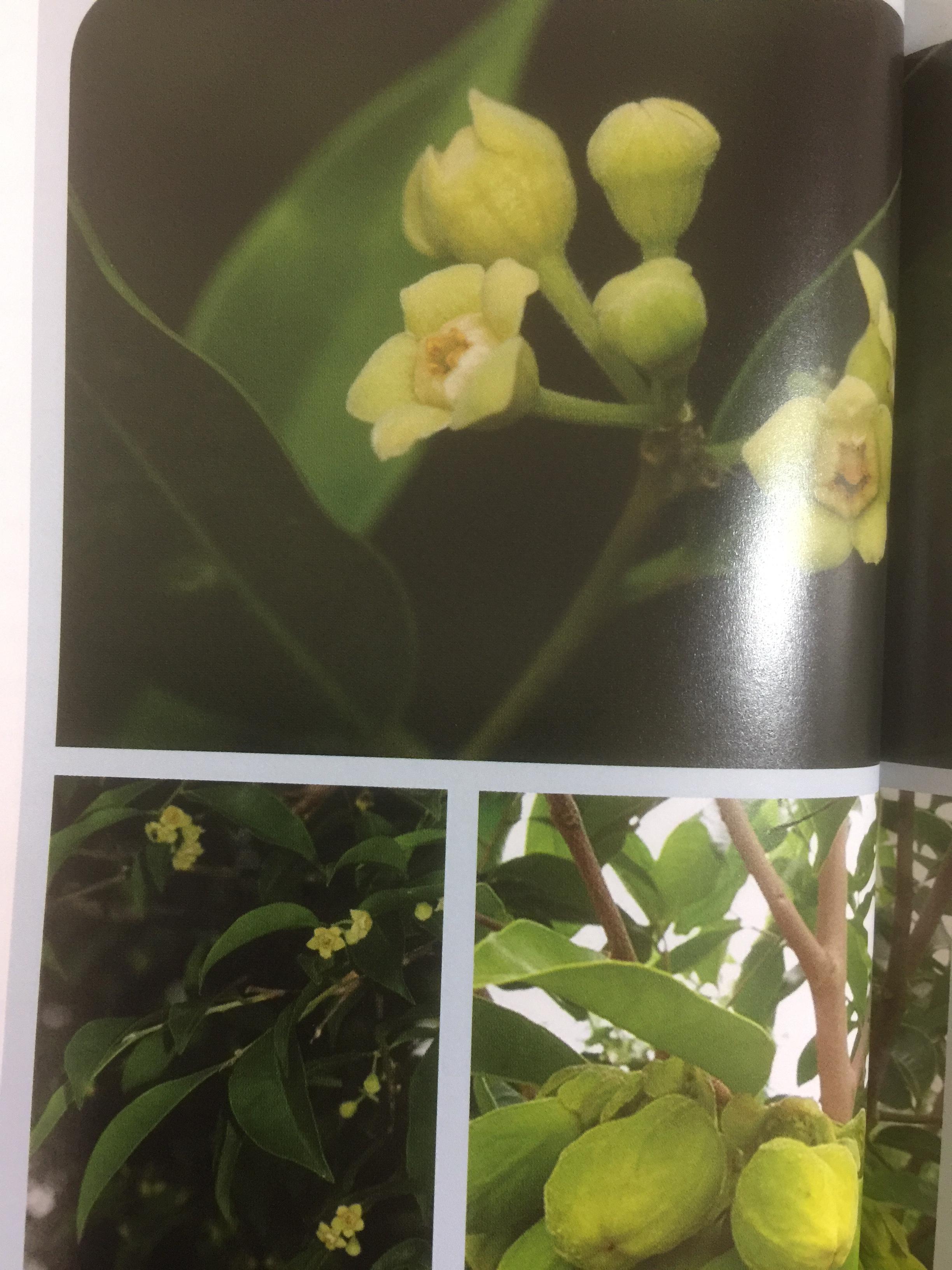 พรรณไม้พื้นเมืองไทย จากเขาใหญ่สู่ลำน้ำโขง ผู้จัดทำ กรมวิชาการเกษตร 0 กก.