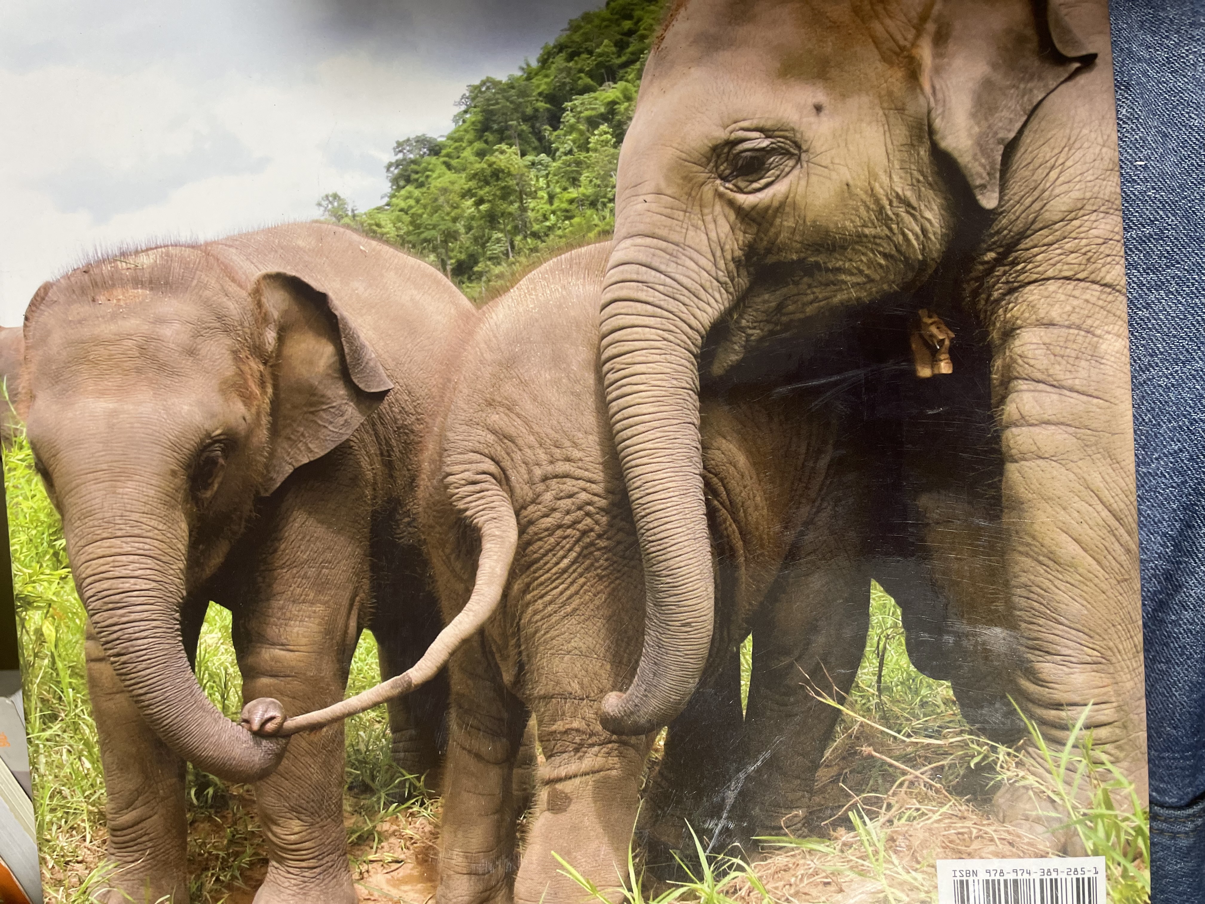 Elephants Living in Sanctuary 3 กก.