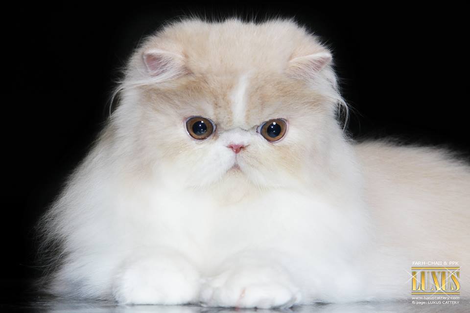 SHOW & TRAVEL KIT (SH+LH)