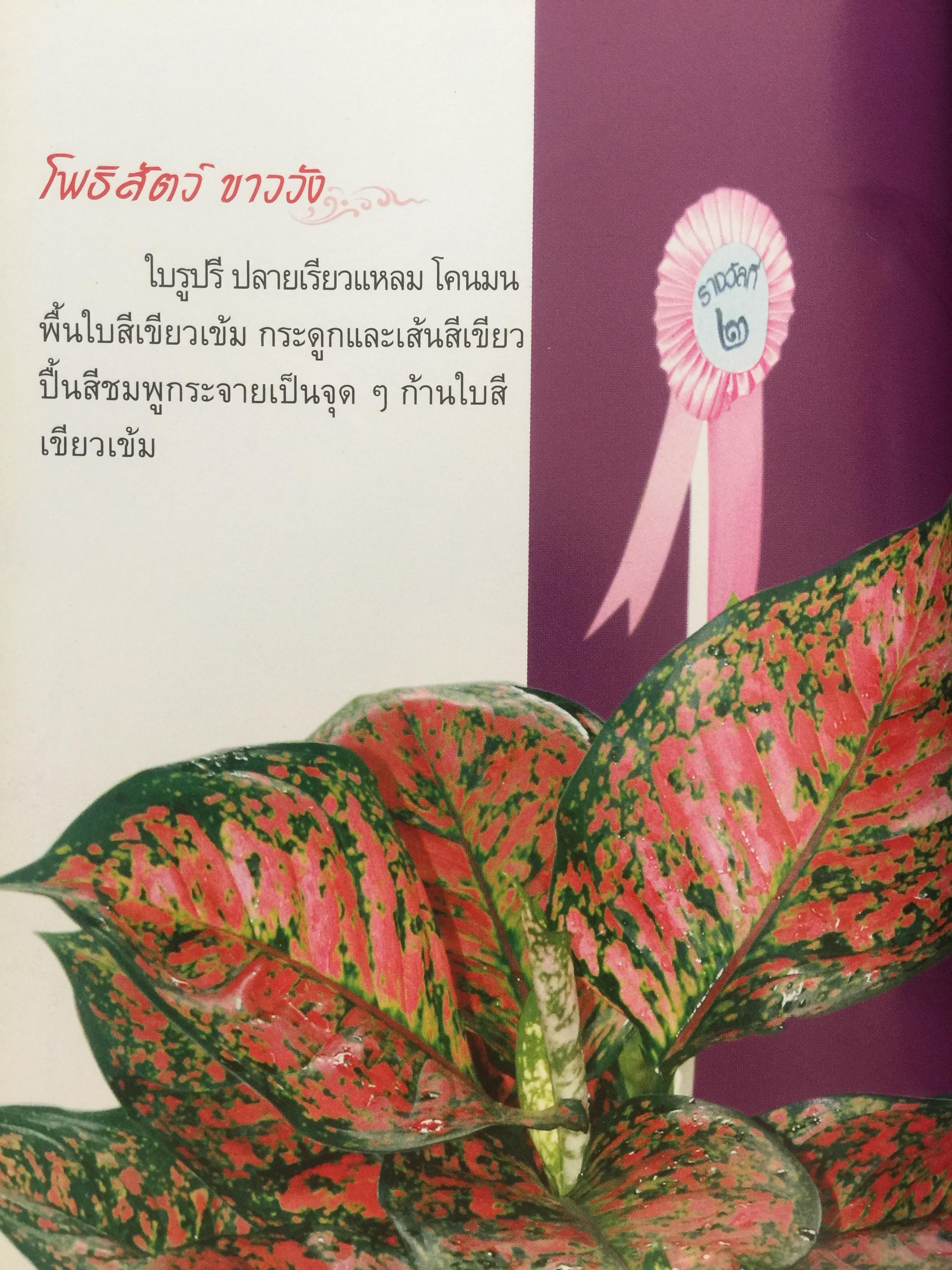 อโกลนีมา AGLAONEMA. โดย อาจารย์เศรษฐมันคร์ กาญจนกุล 0 กก.