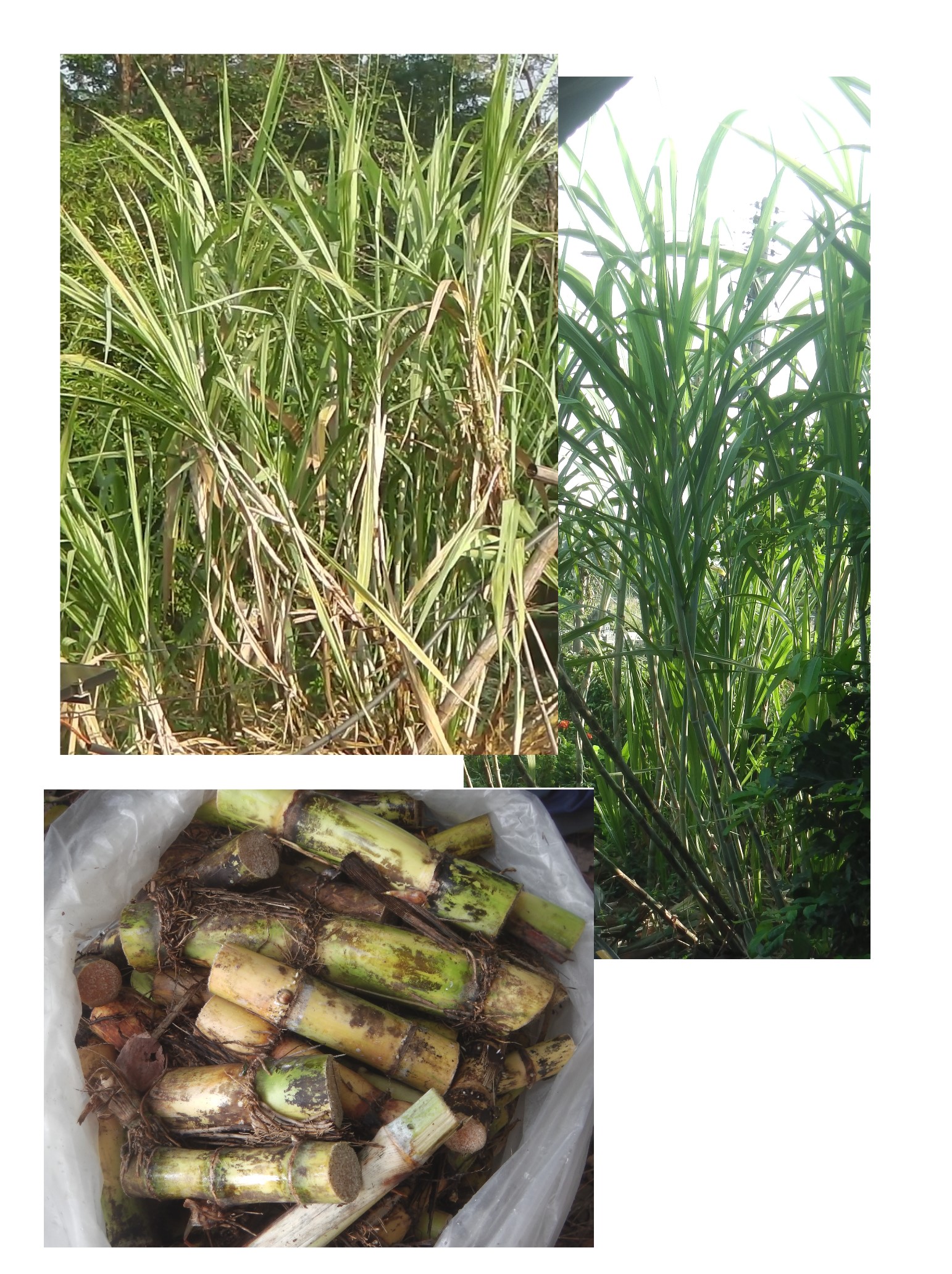พันธุ์อ้อยคั่นน้ำ สุพรรณ50 พร้อมปลูก (50ข้อตา ราคา 100บาท)