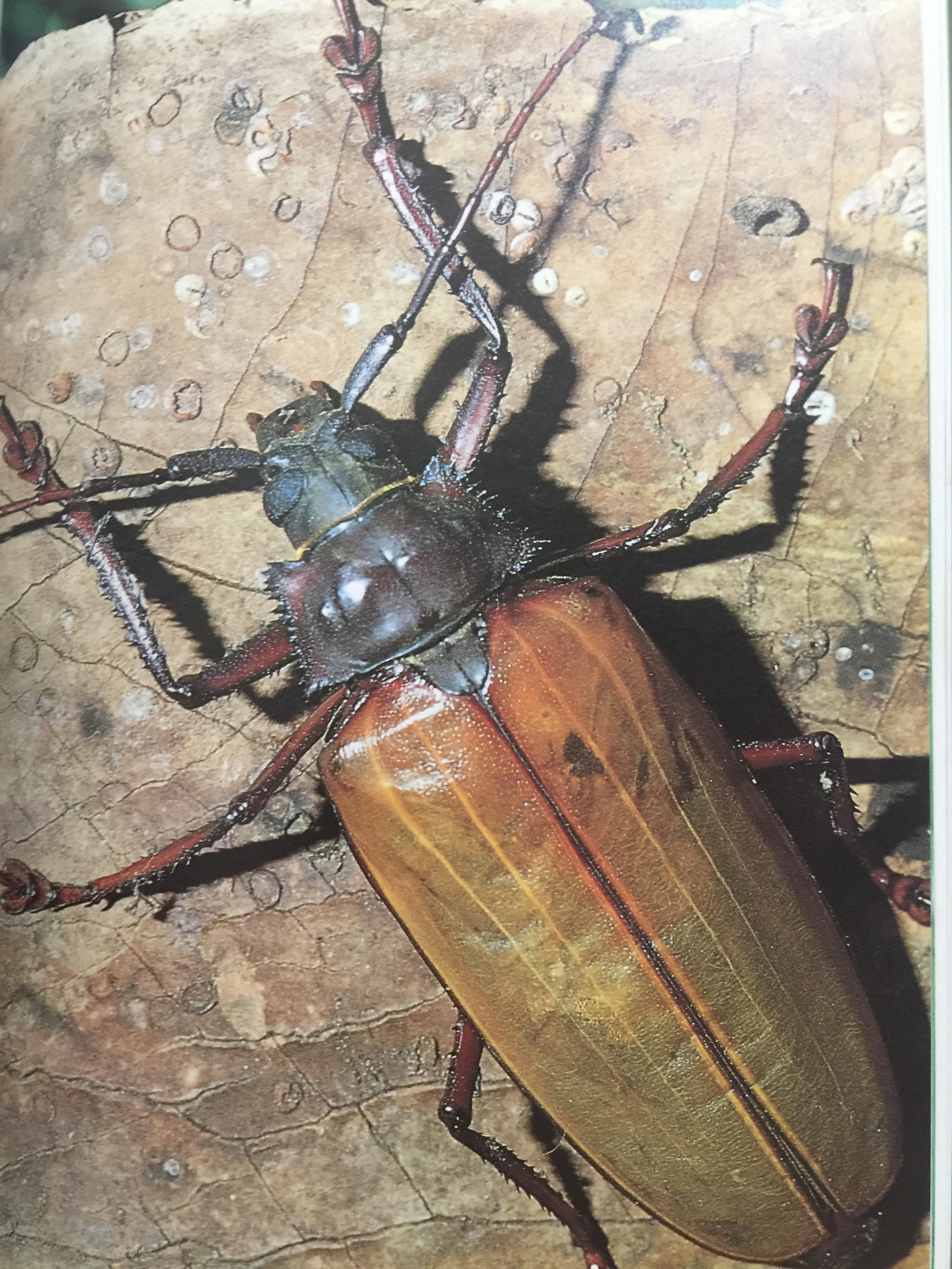 FASCINATING INSECTS of SOUTHEAST ASIA. ผู้เขียน. L.E.O. BRAACK 0 กก.