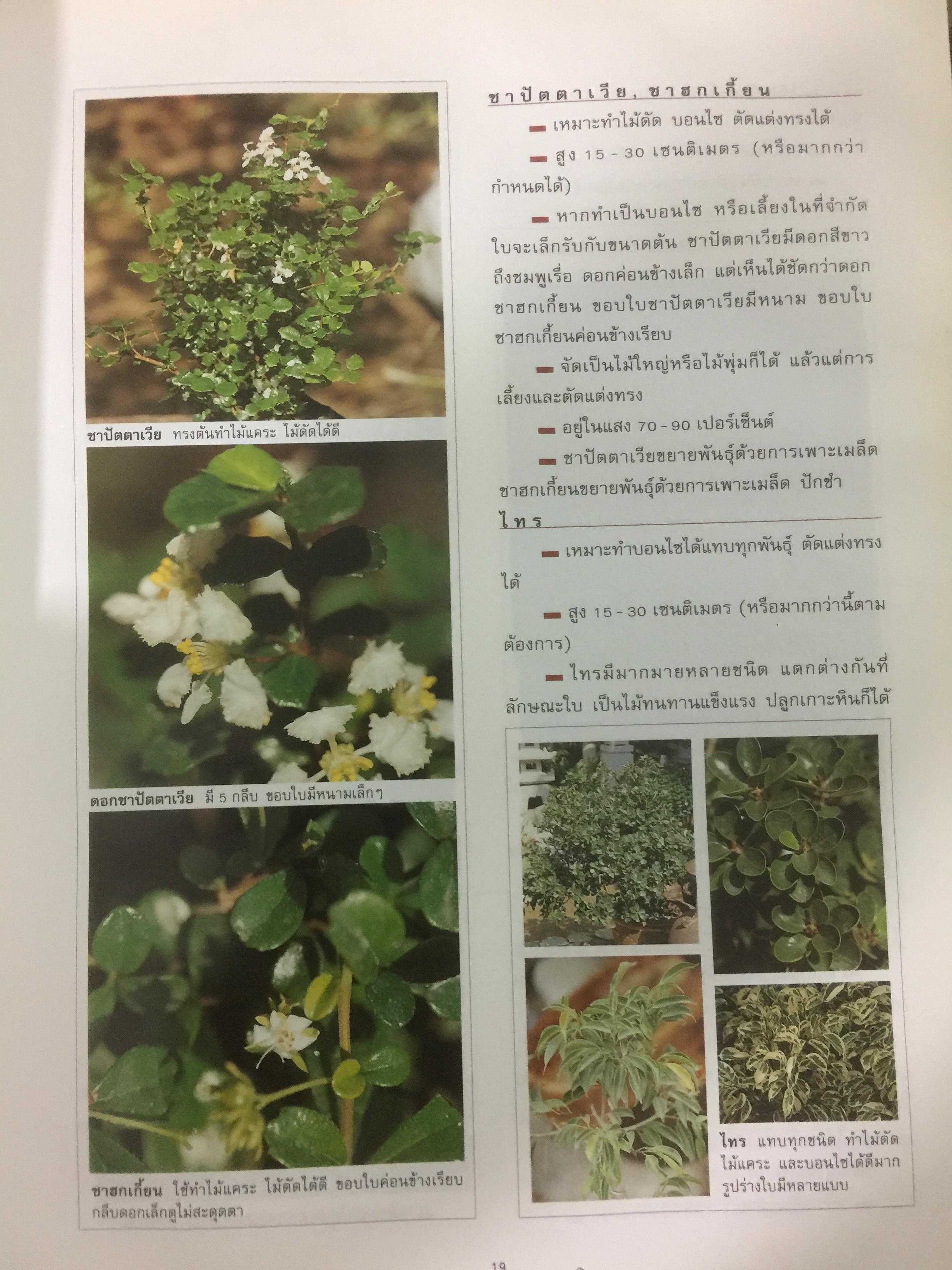 การจัดสวนถาด. เป็นพื้นฐานสำคัญของการจัดสวนขนาดใหญ่เหมาะเป็นอาชีพ งานอดิเรก และของขวัญ 4 กก.