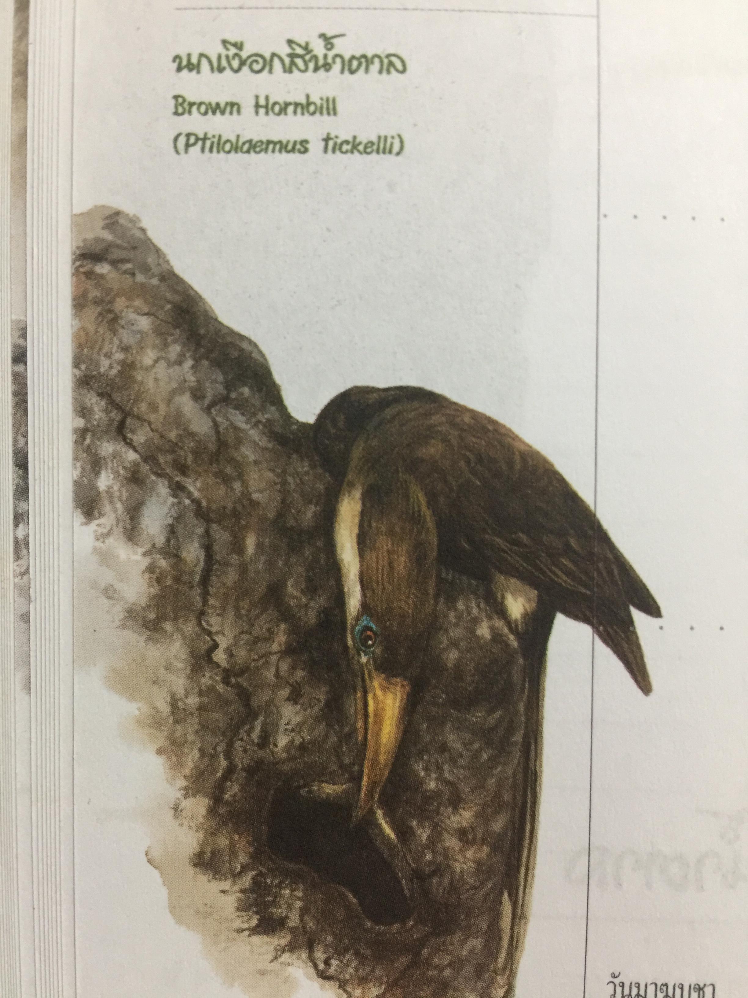 นกเงือกไทย. จากบันทึก 2546 ขององค์การค้าของคุรุสภา 1 กก.