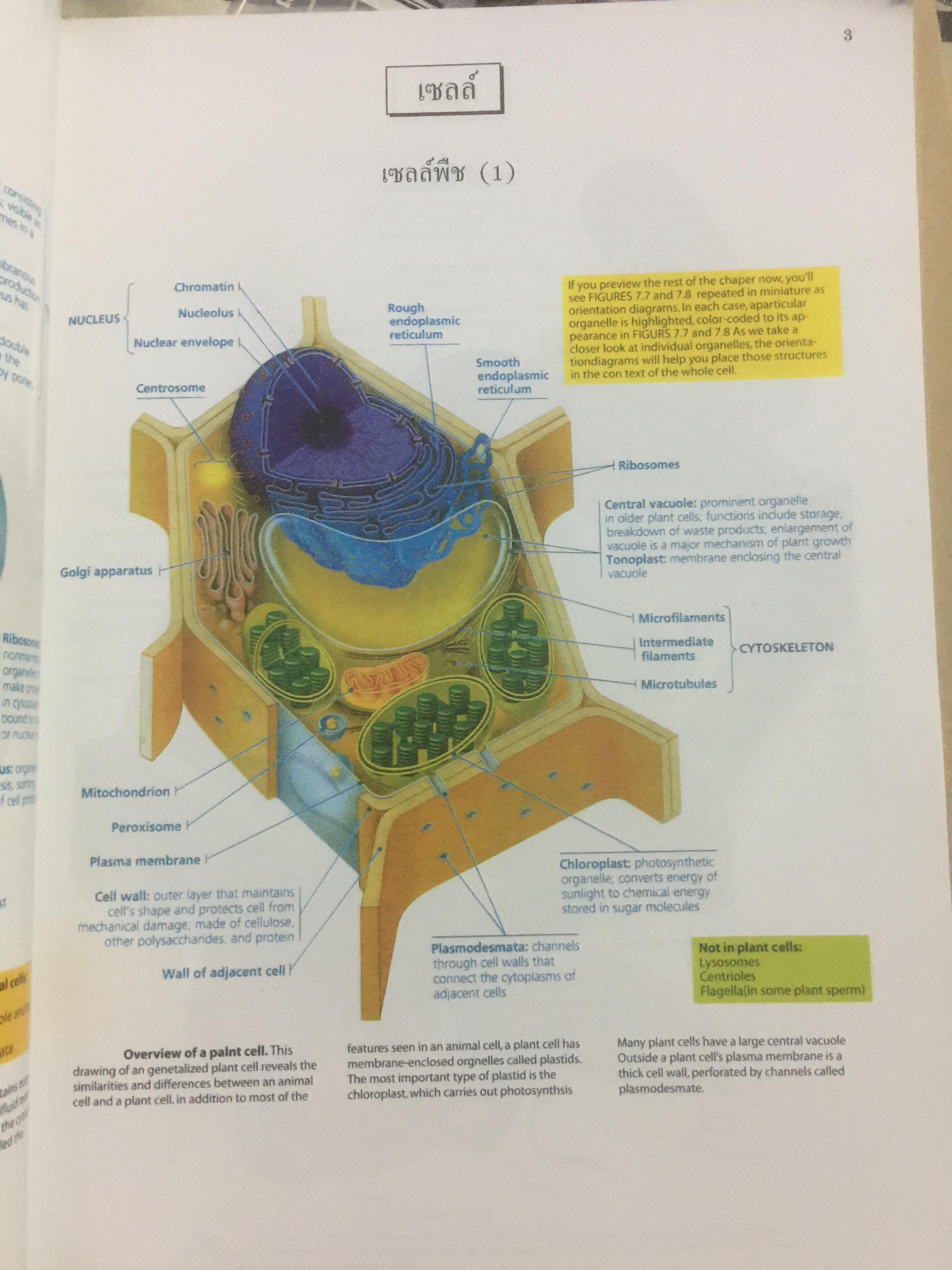 BIOLOGY ผู้เขียน อาจารย์ เอกฤทธิ์ วีระพันธุ์ 0 กก.