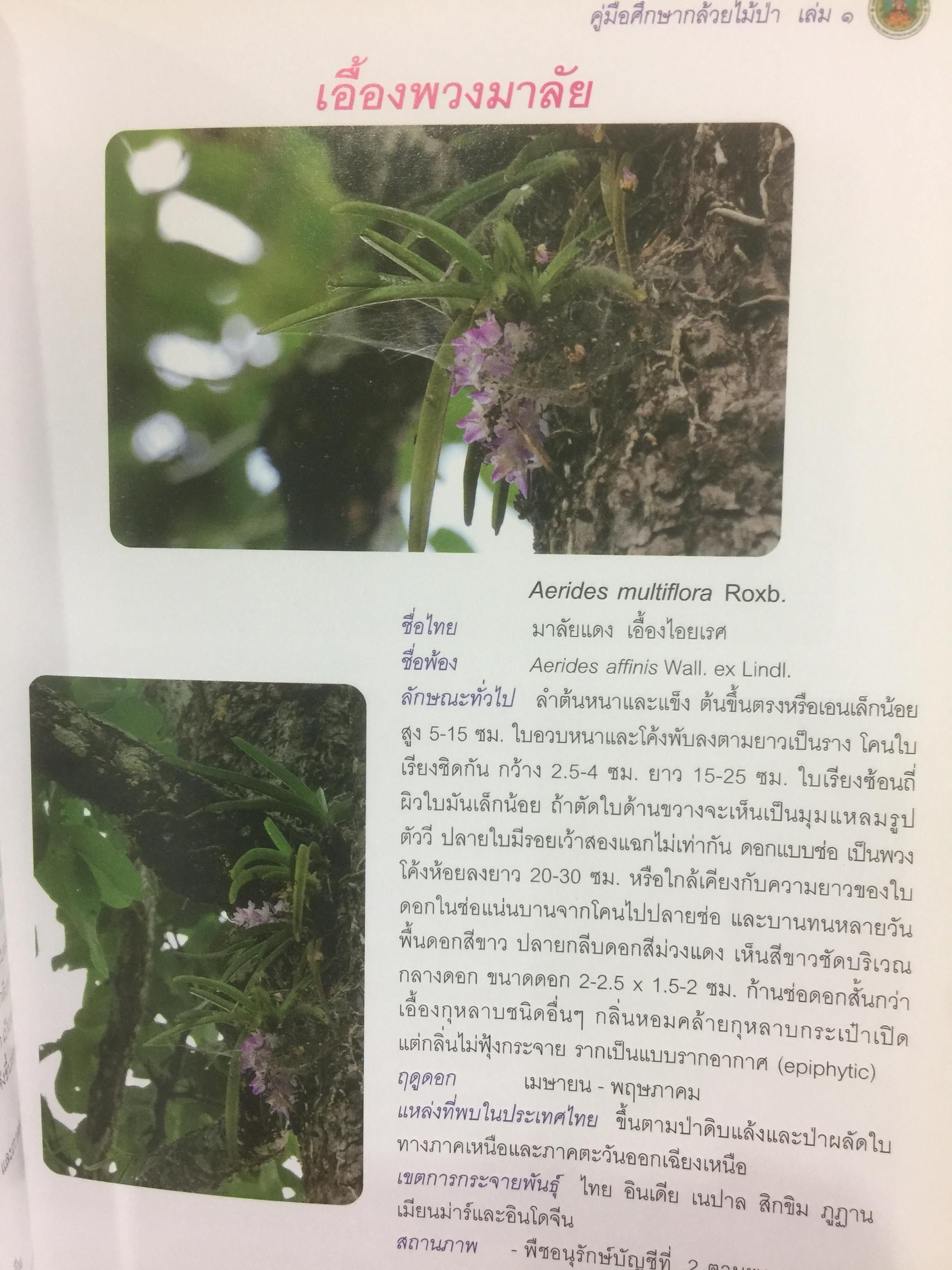 คู่มือศึกษากล้วยไม้ป่า เล่ม 1. จัดพิมพ์โดย สำนักวิจัยการอนุรักษ์ป่าไม้และพันธุ์พืช กรมอุทยานแห่งชาติ สัตว์ป่า และพันธุ์พืช 0 กก.