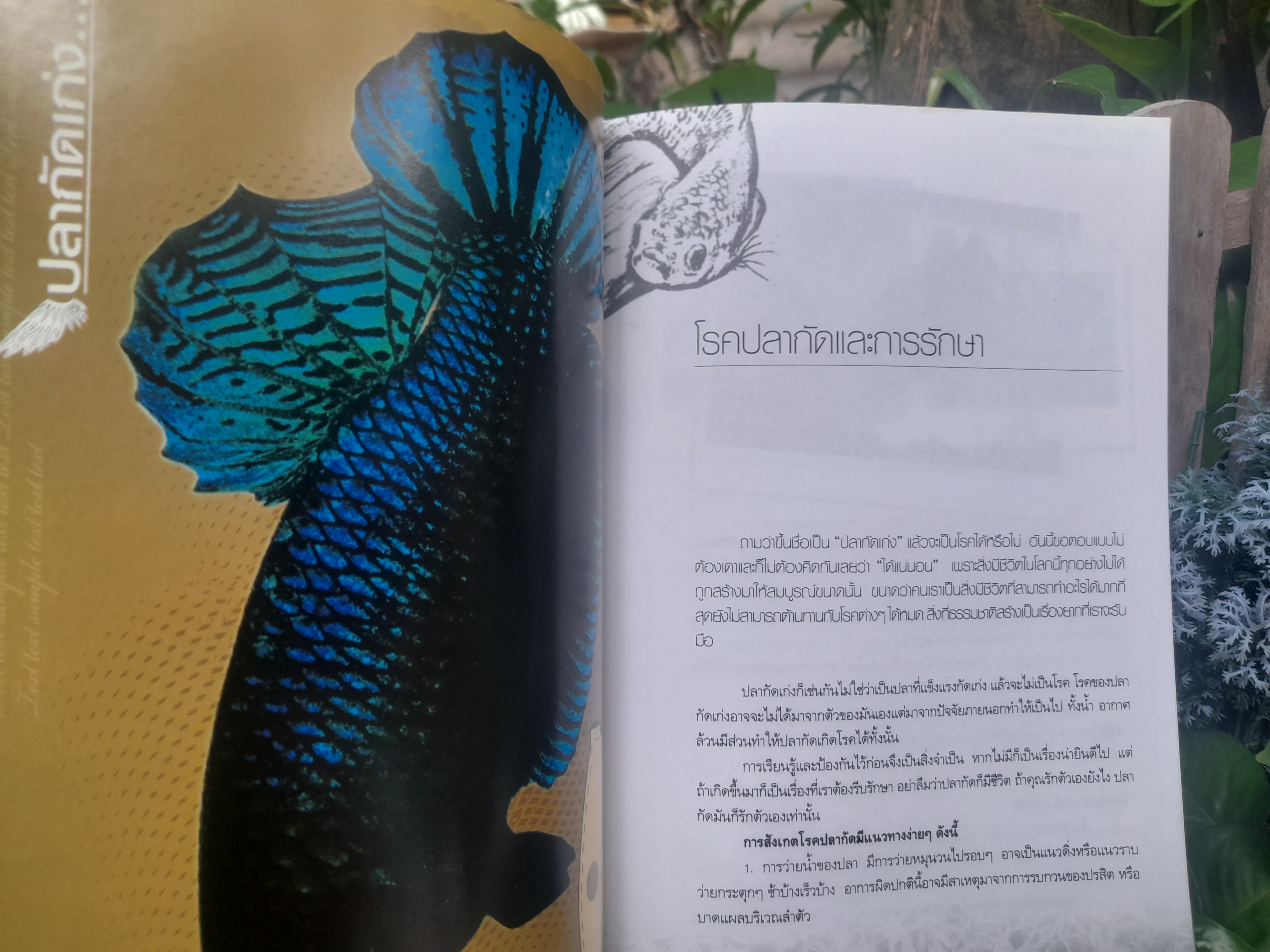 ปลากัดเก่ง เล่นอย่างเซียน โดย รัตนชัย ม่วงงาม (เปี๊ยก ปลากัด) หนังสือเพื่อคนรักปลากัดเก่ง