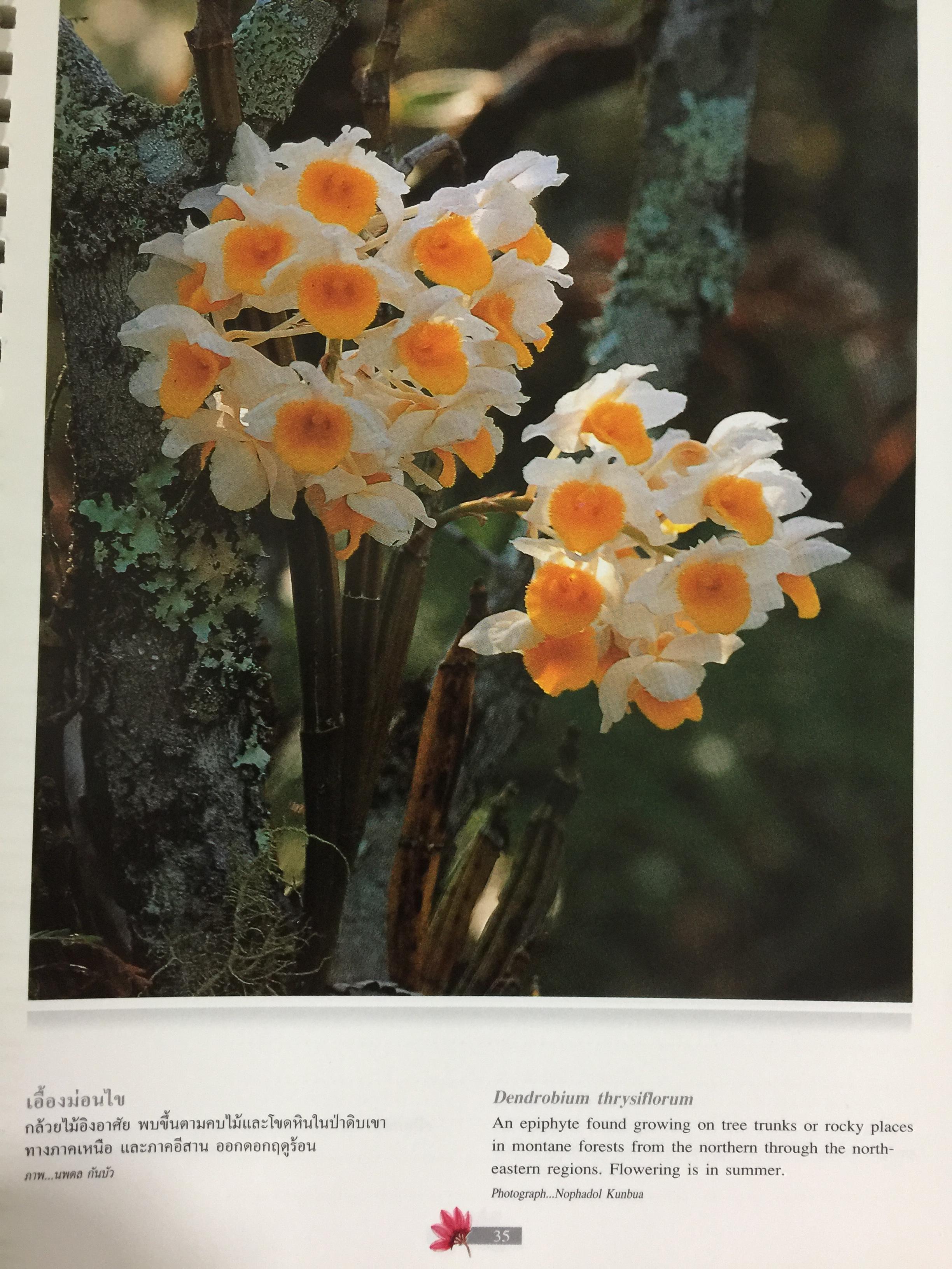 Wild Orchids of Thailand 0 กก.