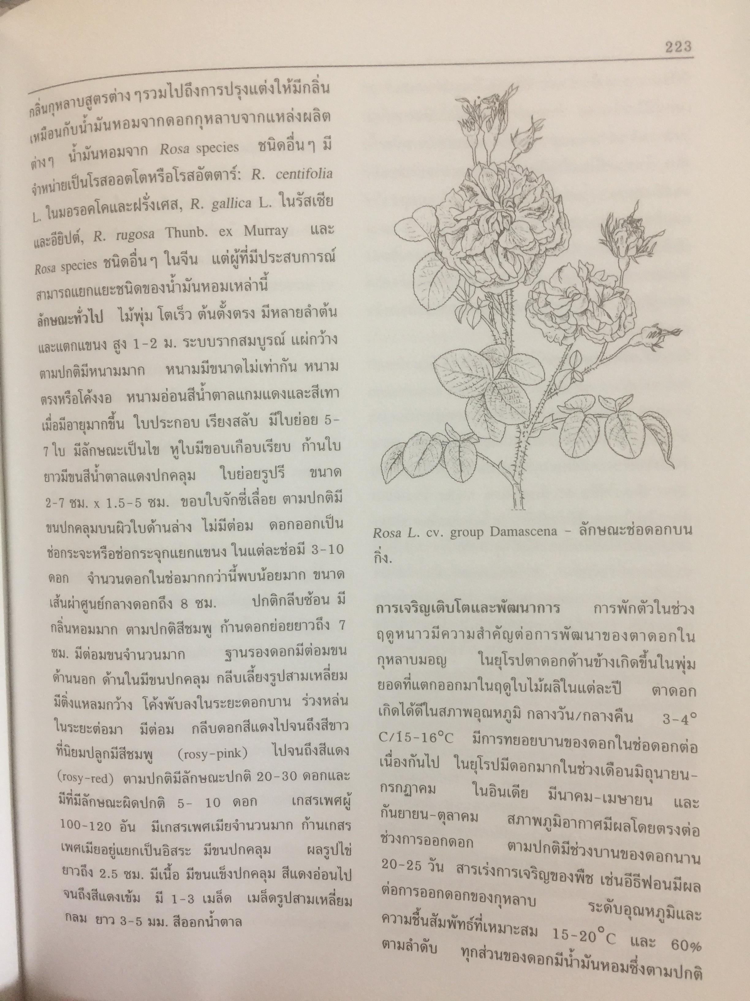 ทรัพยากรพืชในภูมิภาค เอเชียตะวันตกเฉียงใต้ 19 พืชที่ให้น้ำมันหอม Prosea จัดพิมพ์โดย สถาบันวิจัยวิทยาศาสตร์และเทคโนโลยีแห่งประเทศไทย 0 กก.