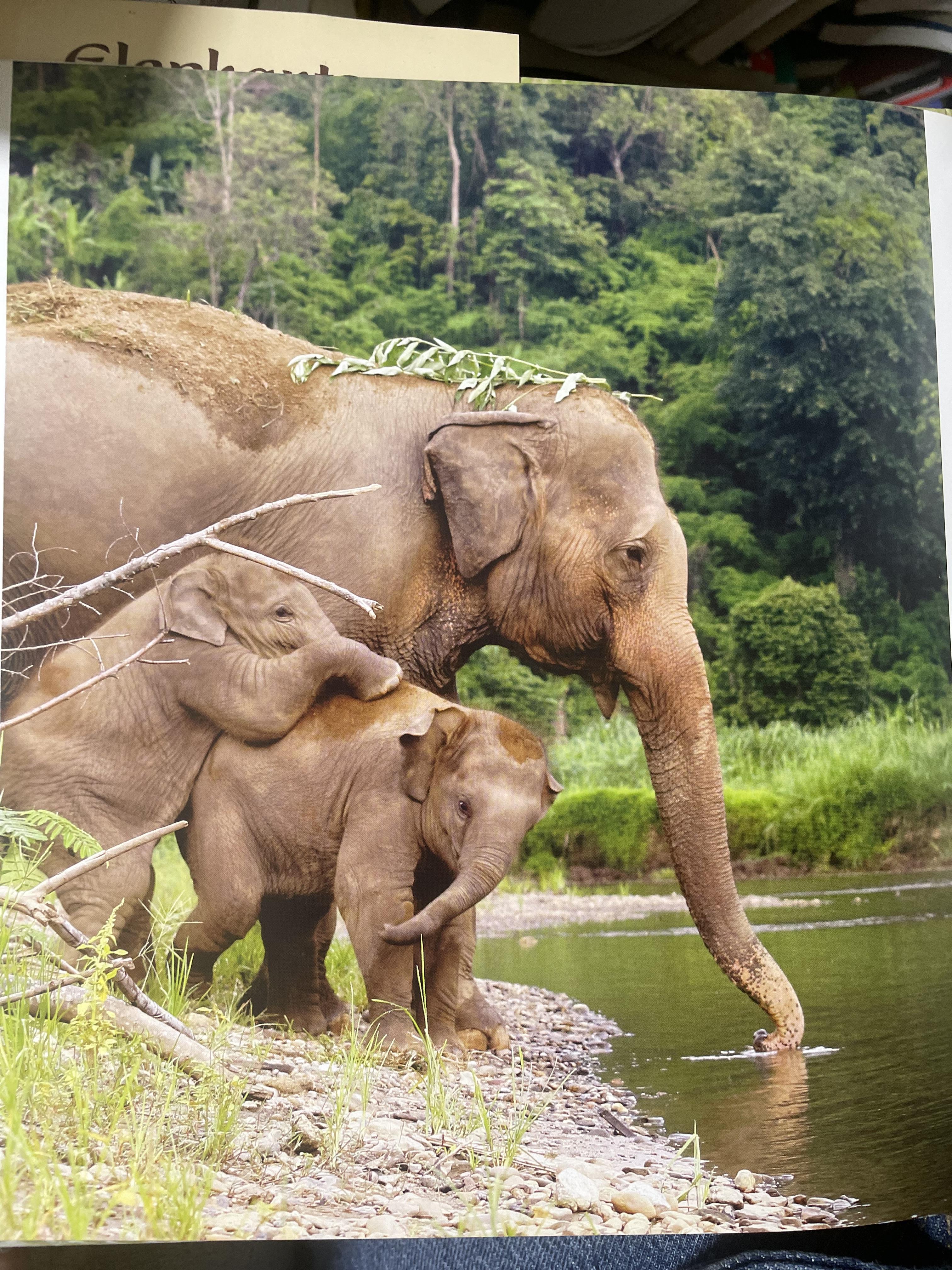 Elephants Living in Sanctuary 3 กก.