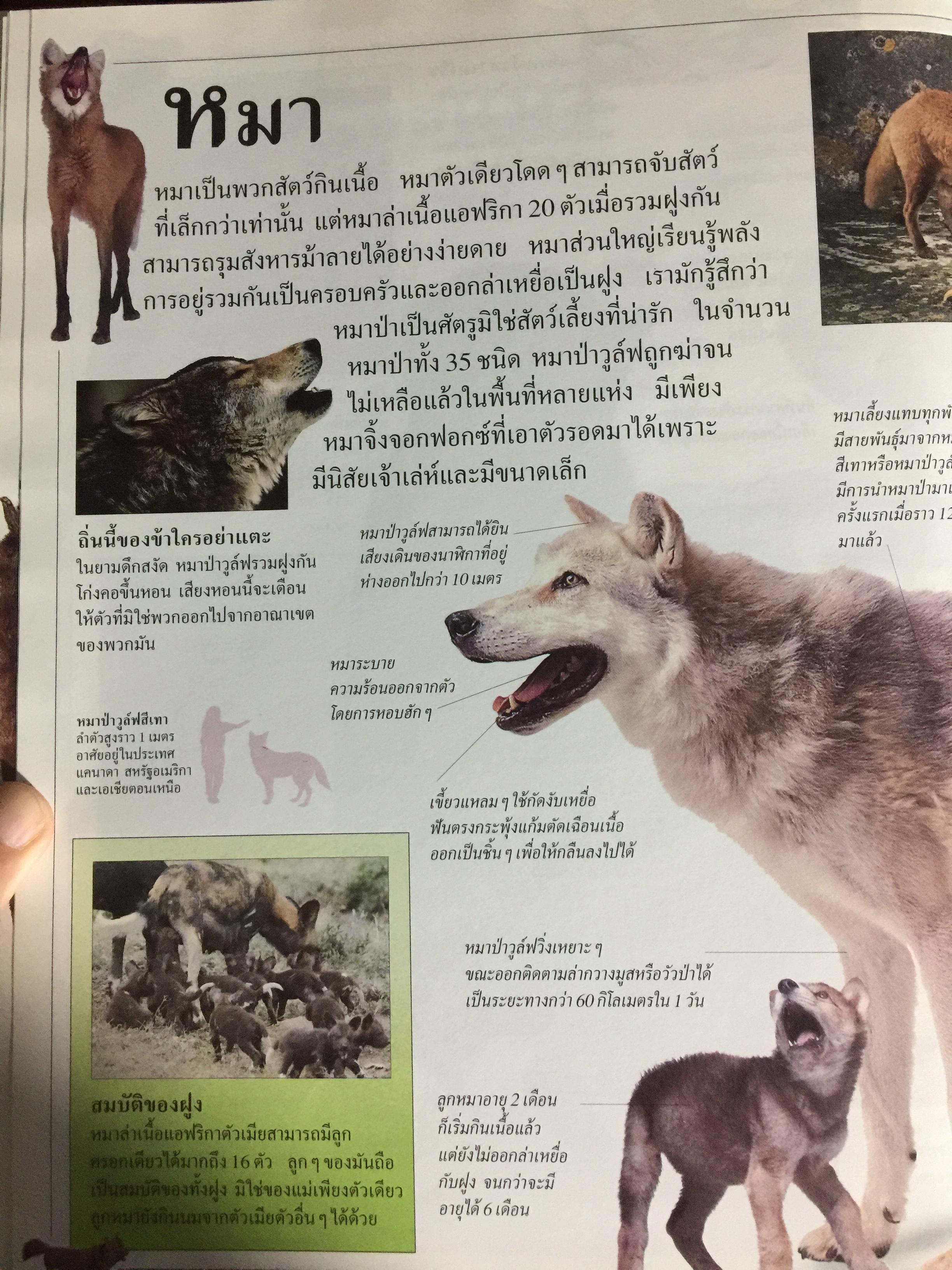 สัตว์เลี้ยงลูกด้วยนม. หนังสือเด็กรักลูก ห้องสมุดแสนสนุก ค้นพบโลกแห่งความมหัศจรรย์ด้วยภาพตื่นตาเร้าใจพร้อมเรื่องน่ารู้ชวนติดตาม 0 กก.