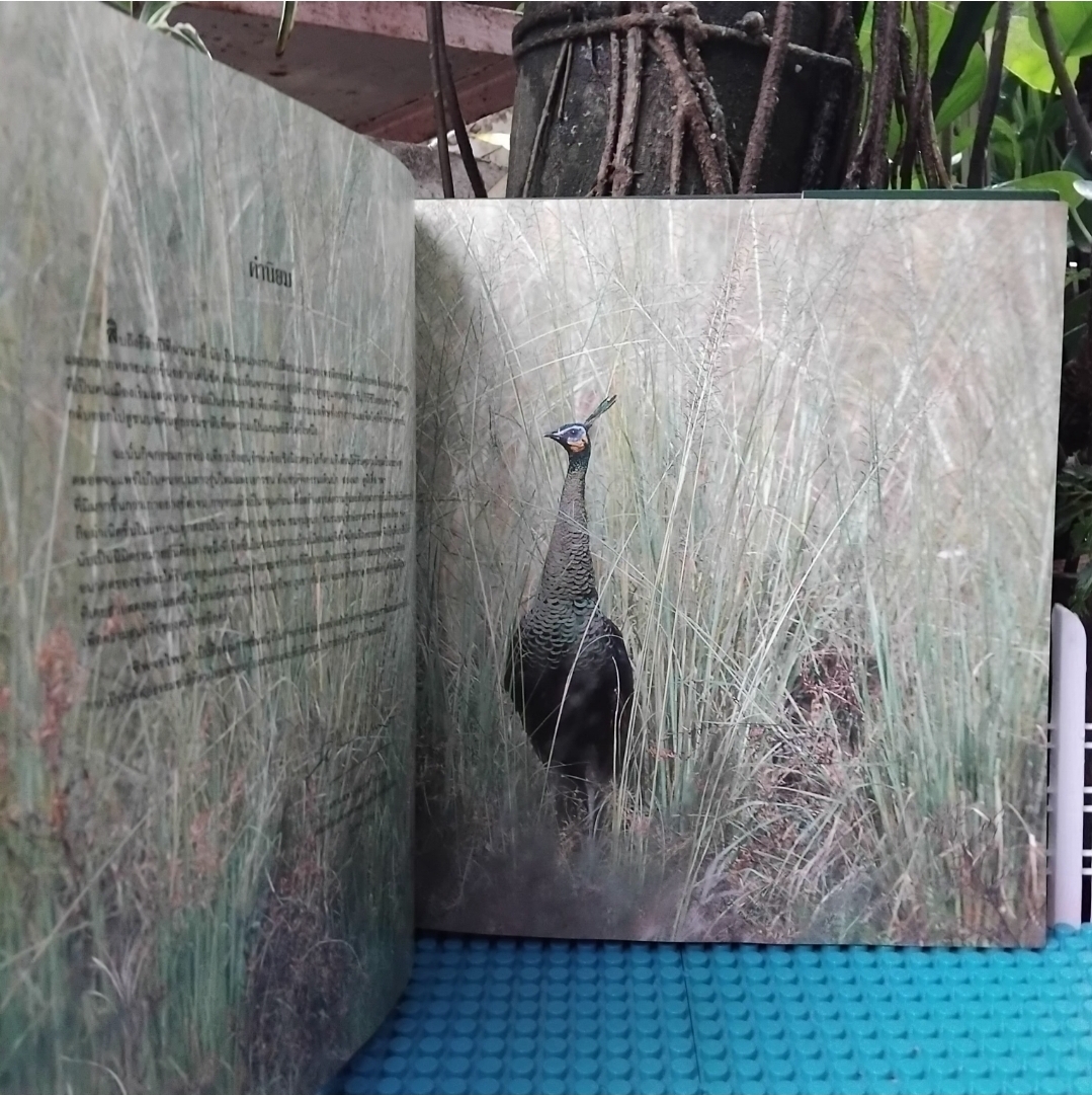 ชีพจรไพร SPIRIT OF THE JUNGLE โดย ม.ล.ปริญญากร วรวรรณ สารคดีภาพชีวิตสัตว์ป่า มือ1 ปกแข็งสภาพดี